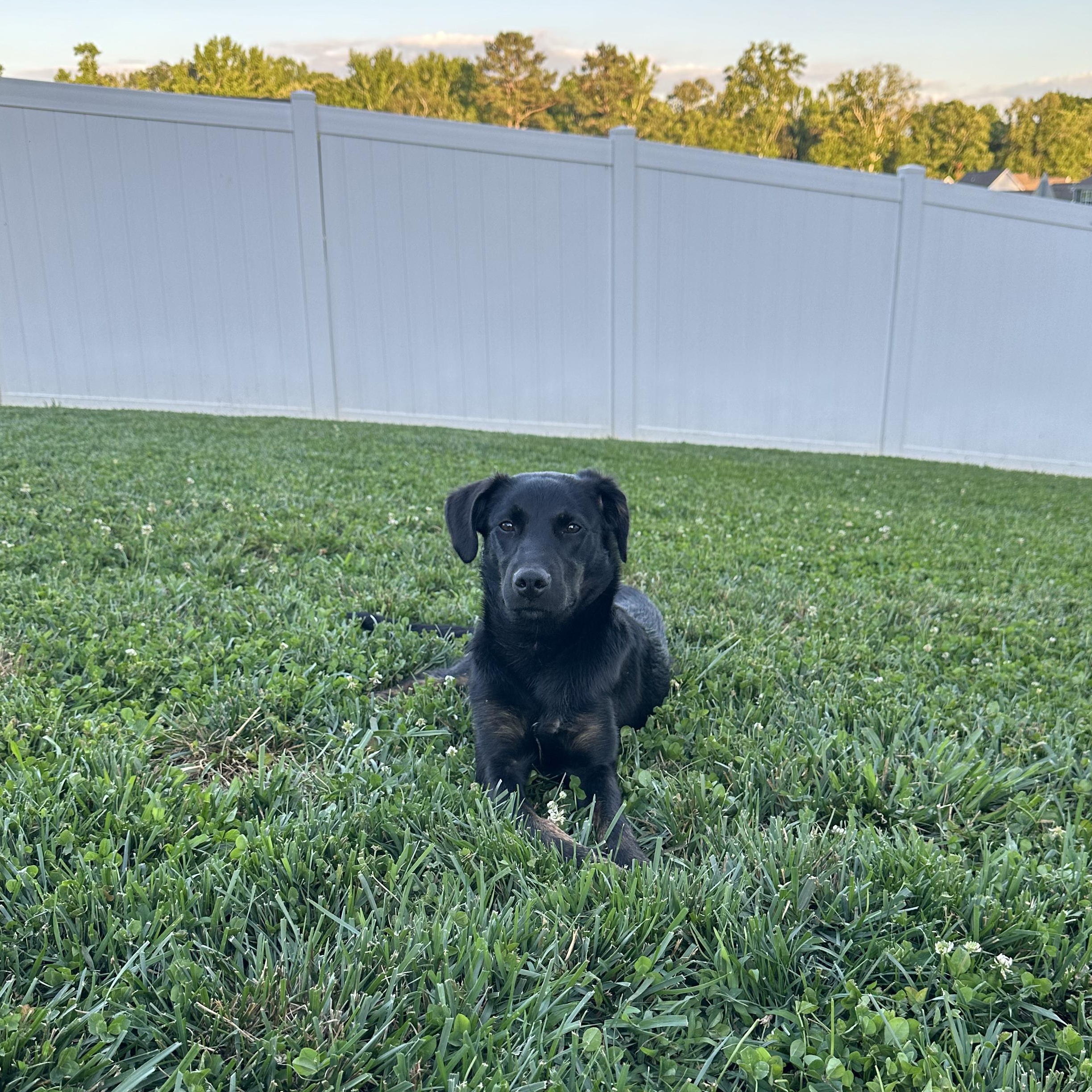 Maggie, a Adopted mixed breed in Hixson, TN image 3/6