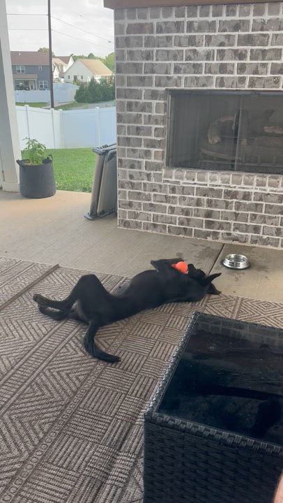 Enlarge Maggie, a Adopted mixed breed in Hixson, TN video 5/6