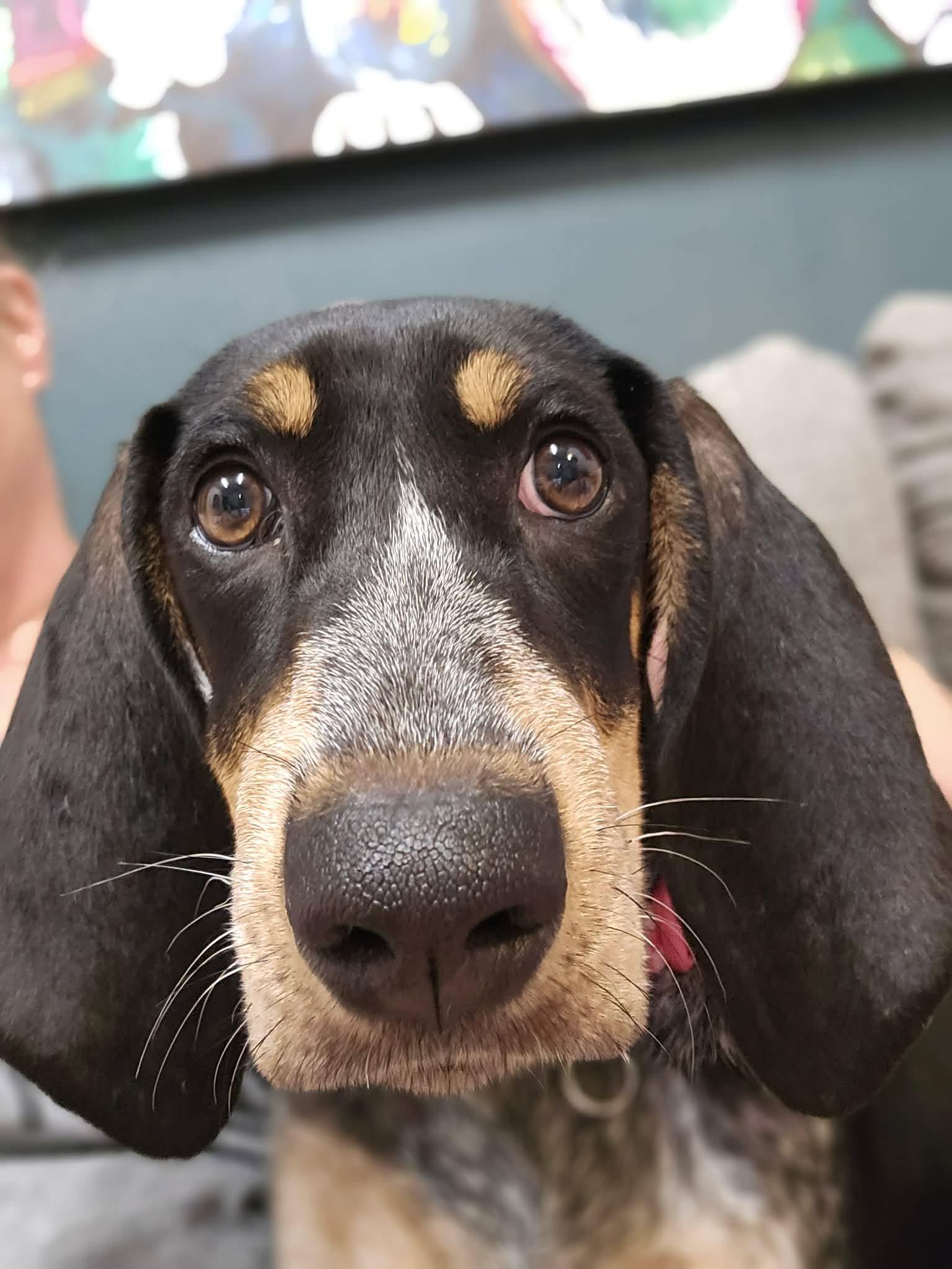 Maggie Magnolia, Adopted, Puppy Female Bluetick Coonhound.