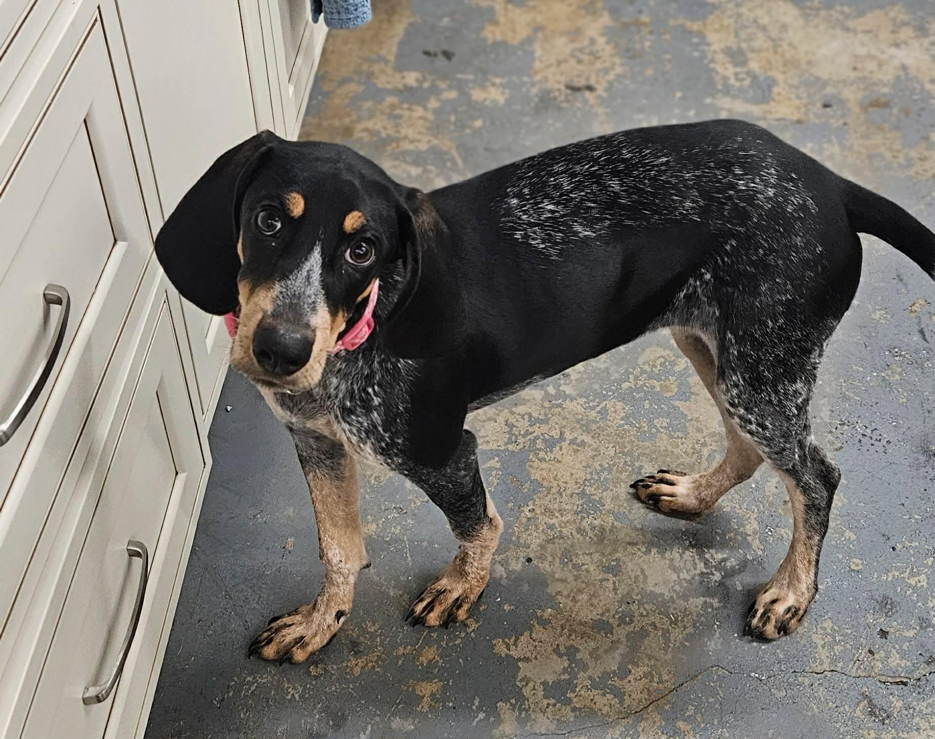 Enlarge Maggie Magnolia, a Adopted Bluetick Coonhound in TULSA, OK image 2/5