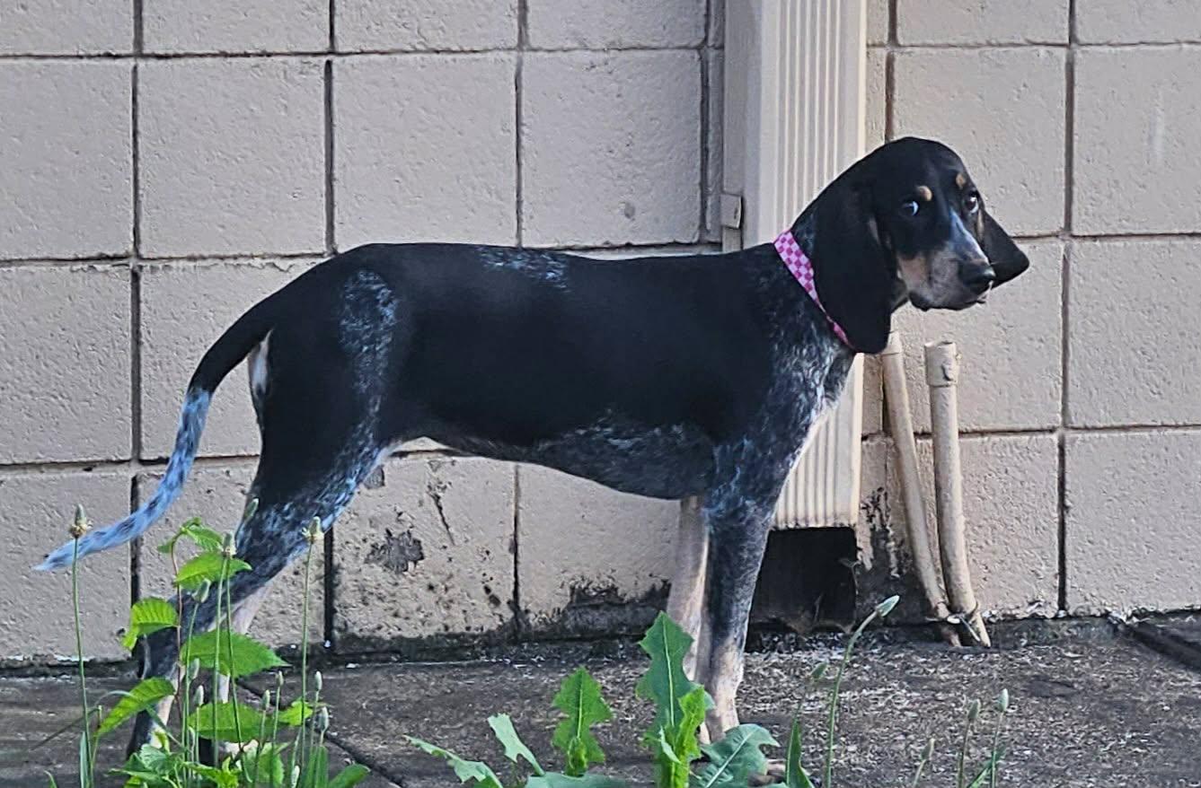 Enlarge Maggie Magnolia, a Adopted Bluetick Coonhound in TULSA, OK image 3/5