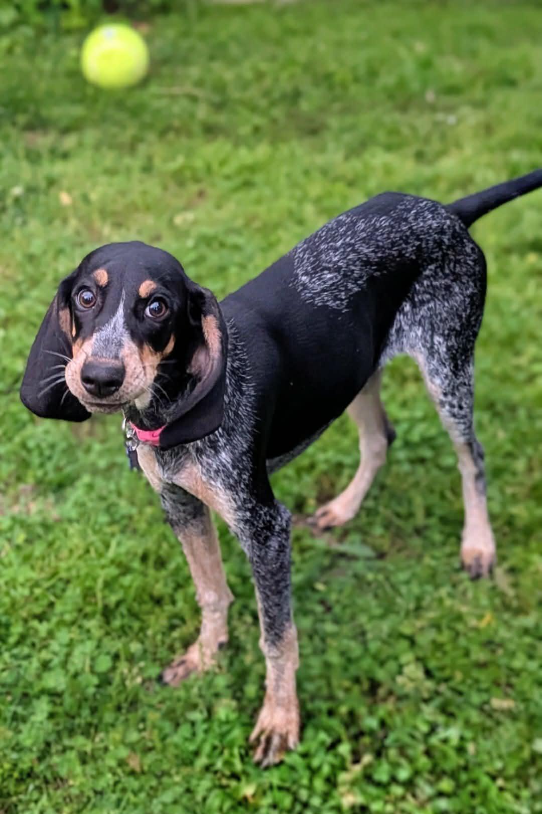 Enlarge Maggie Magnolia, a Adopted Bluetick Coonhound in TULSA, OK image 4/5