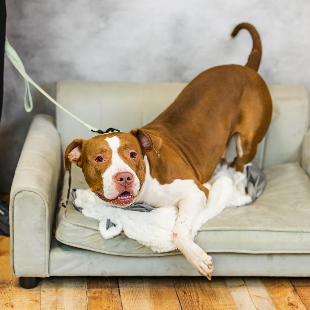 Enlarge Heston (sponsored), a Adoptable mixed breed in East Saint Louis, IL image 1/6