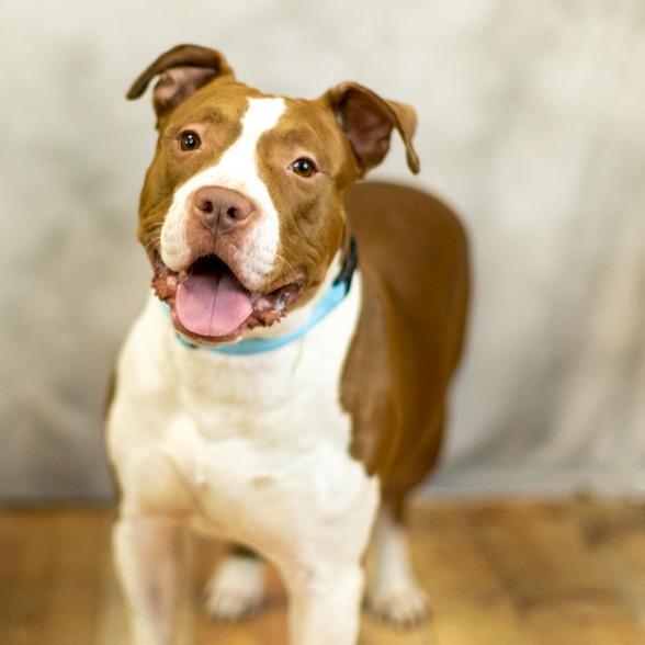 Enlarge Heston (sponsored), a Adoptable mixed breed in East Saint Louis, IL image 2/6