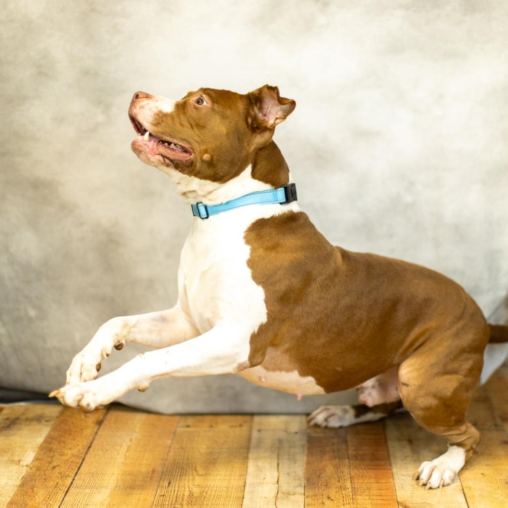 Enlarge Heston (sponsored), a Adoptable mixed breed in East Saint Louis, IL image 3/6