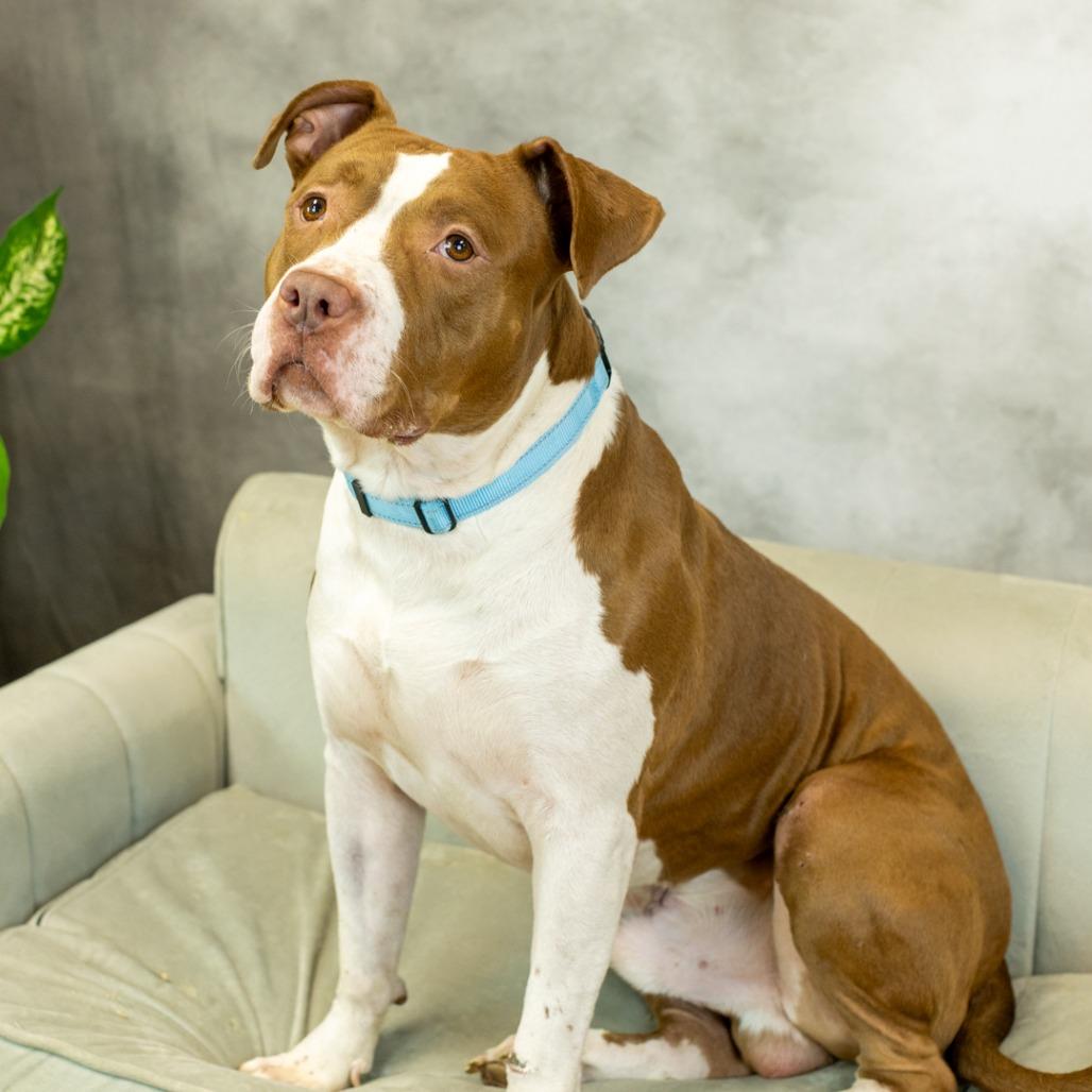 Enlarge Heston (sponsored), a Adoptable mixed breed in East Saint Louis, IL image 4/6