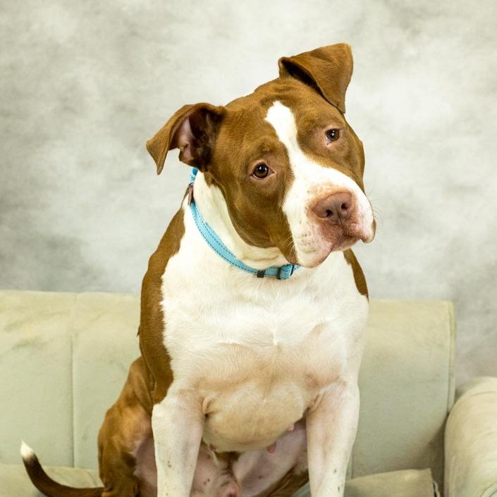 Heston (sponsored), Adoptable, Young Male Pit Bull Terrier & American Bulldog.