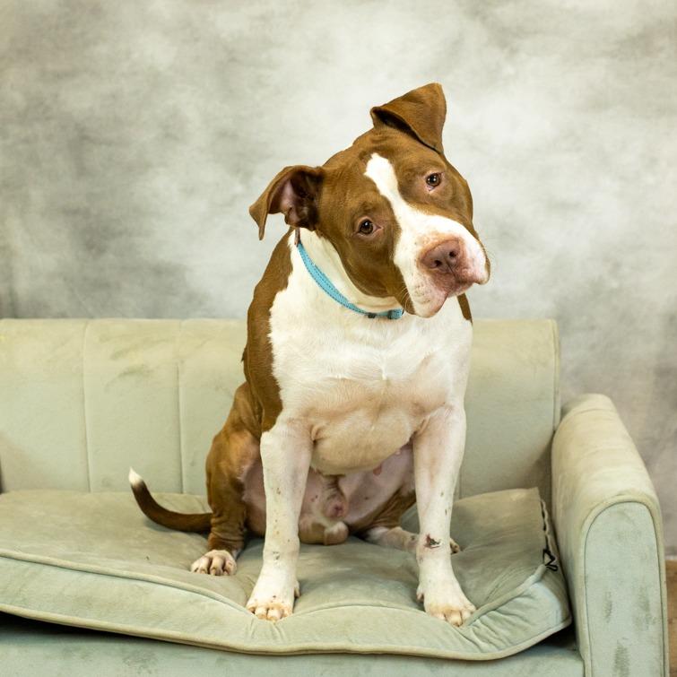 Enlarge Heston (sponsored), a Adoptable mixed breed in East Saint Louis, IL image 6/6