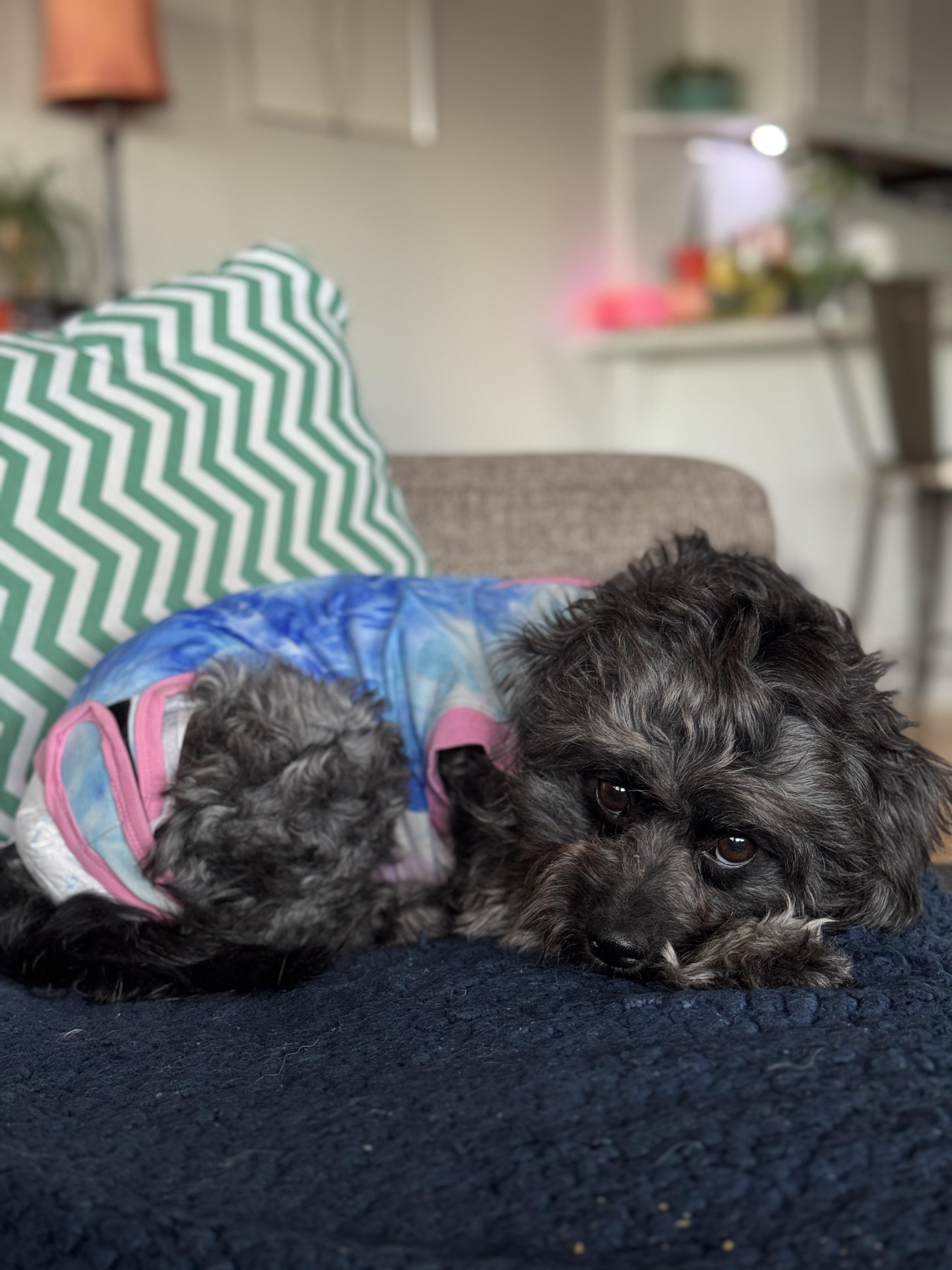 Belinda, Adoptable, Adult Female Maltese & Mixed Breed.