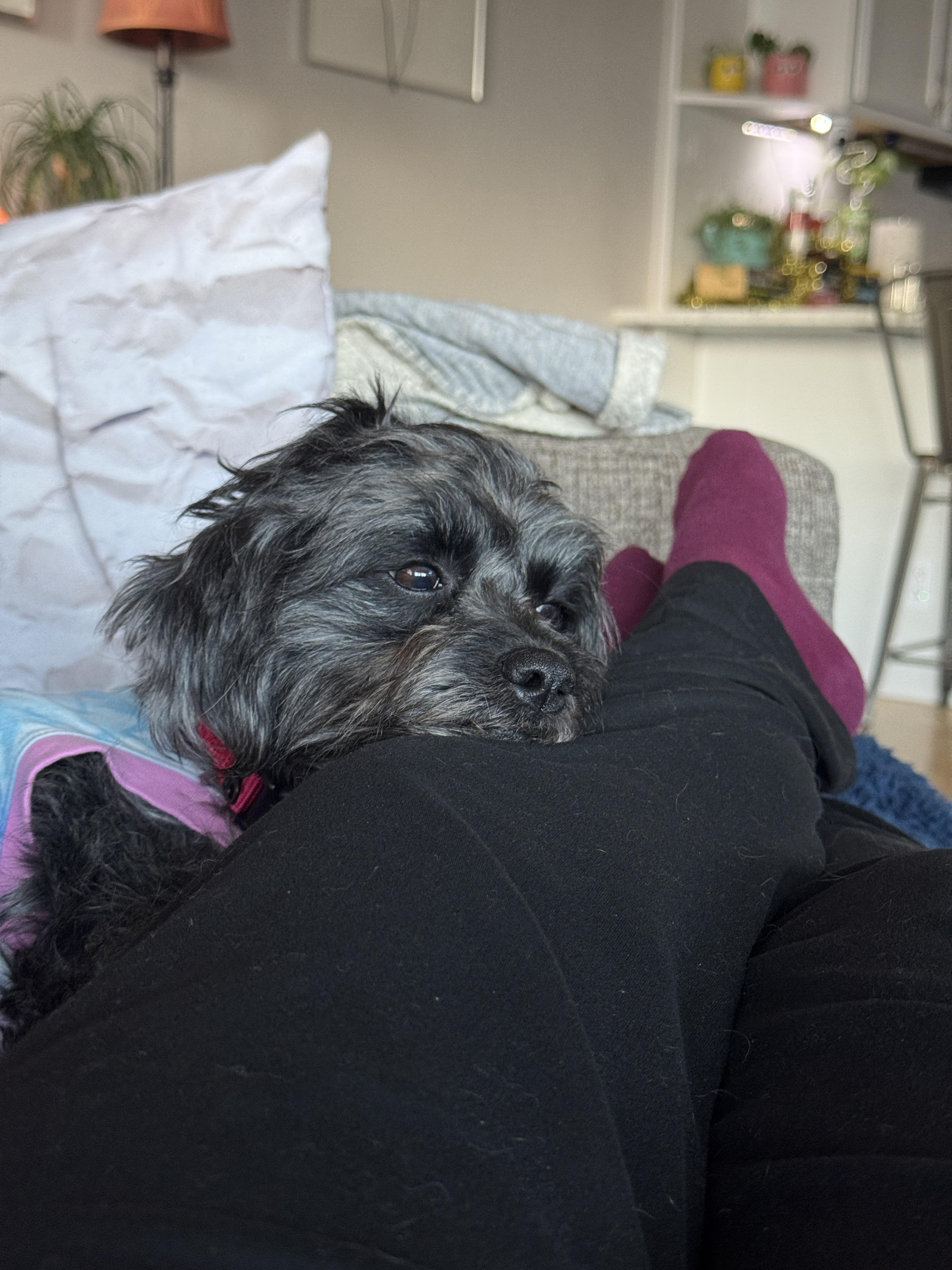 Enlarge Belinda, a Adoptable mixed breed in Windsor, CO image 2/6