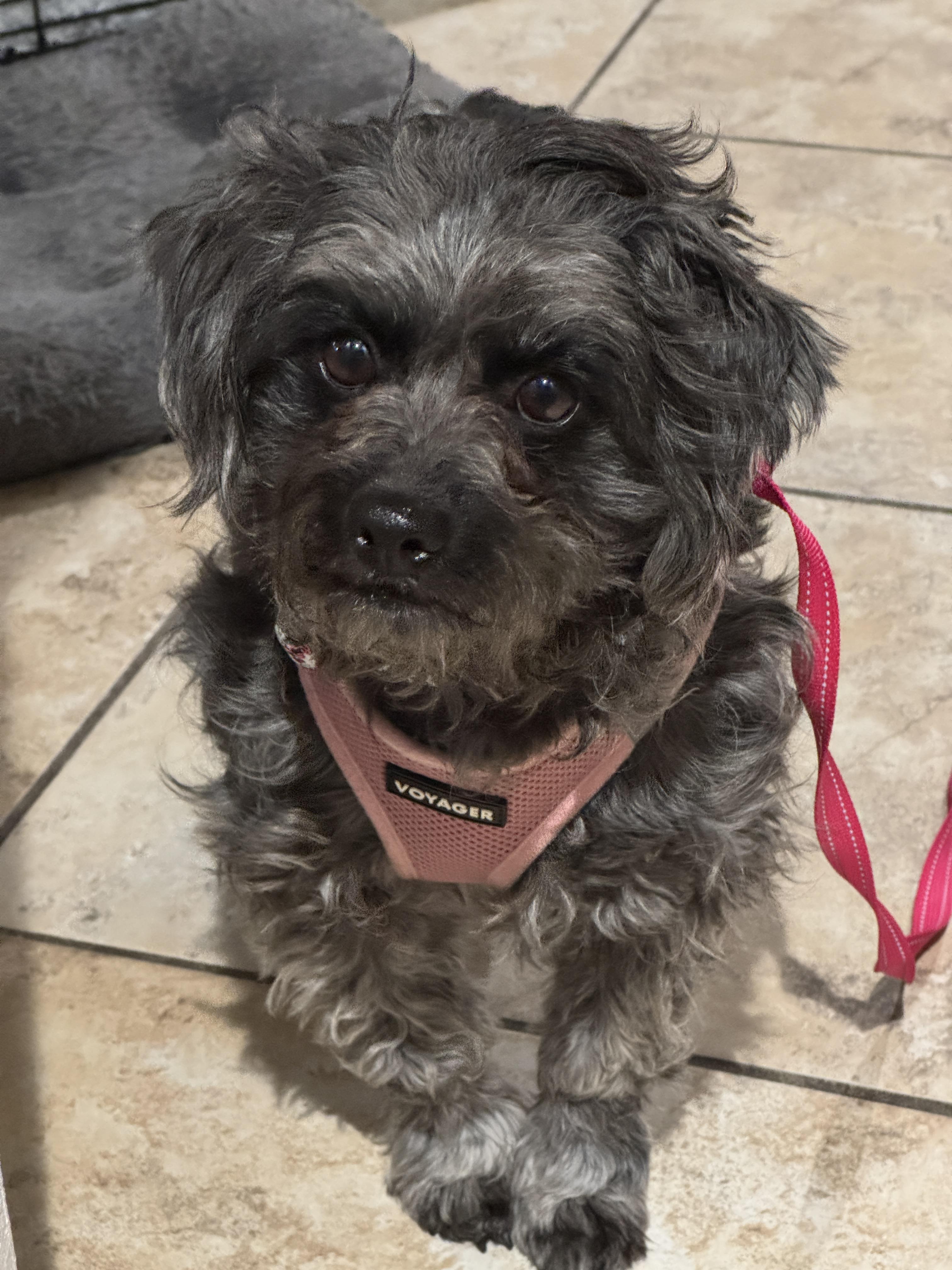 Enlarge Belinda, a Adoptable mixed breed in Windsor, CO image 3/6