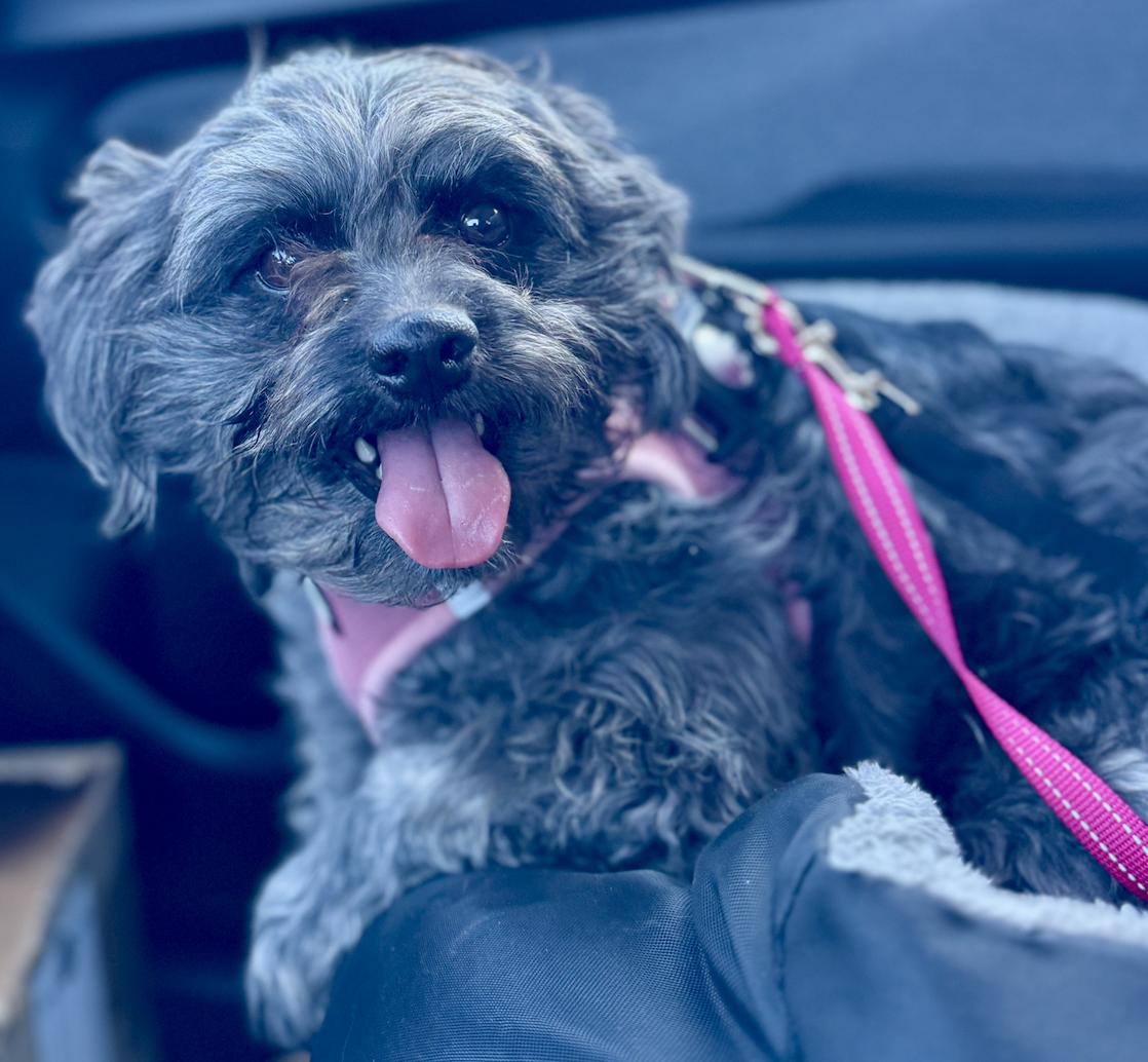 Enlarge Belinda, a Adoptable mixed breed in Windsor, CO image 4/6