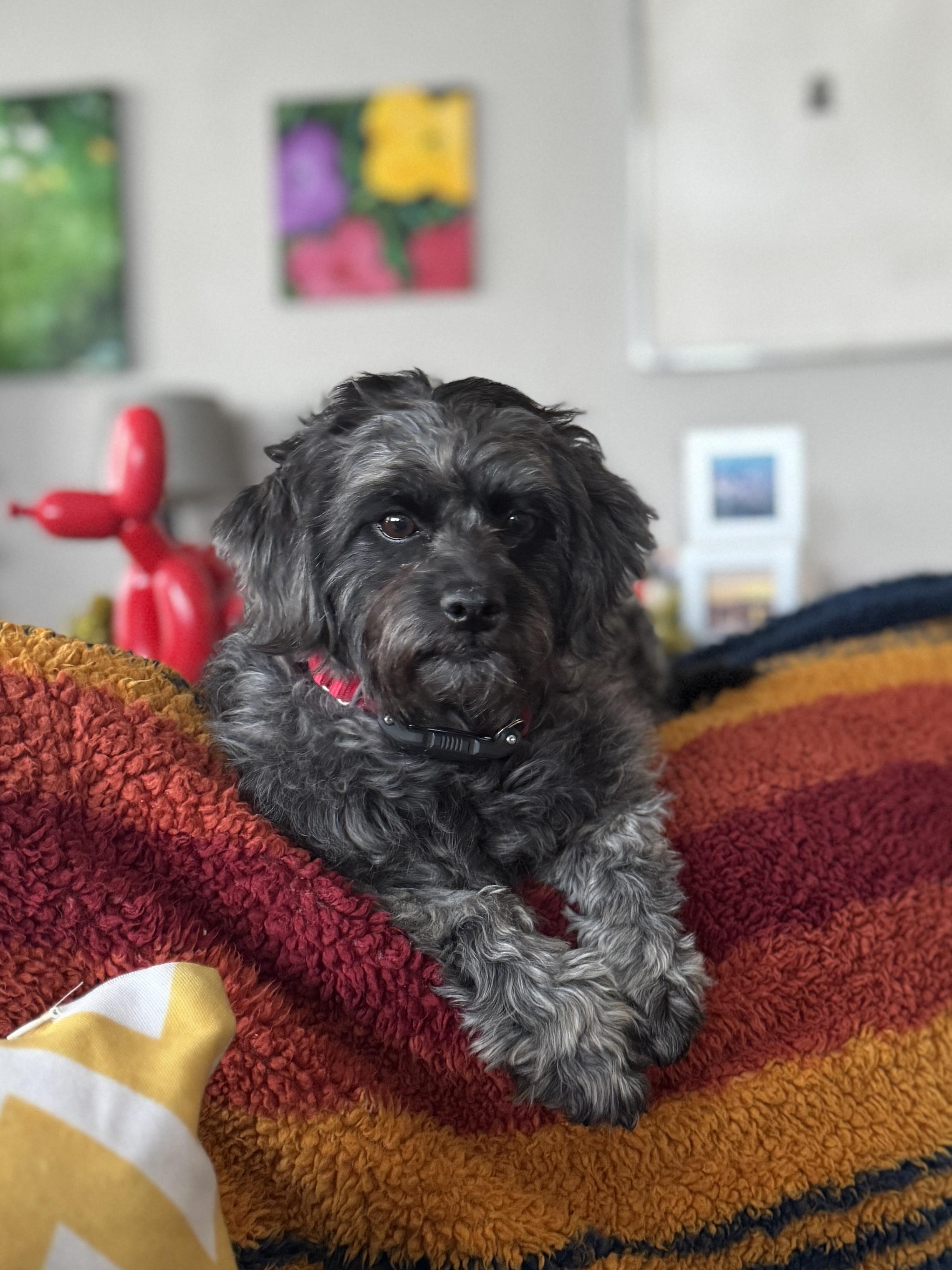 Enlarge Belinda, a Adoptable mixed breed in Windsor, CO image 5/6