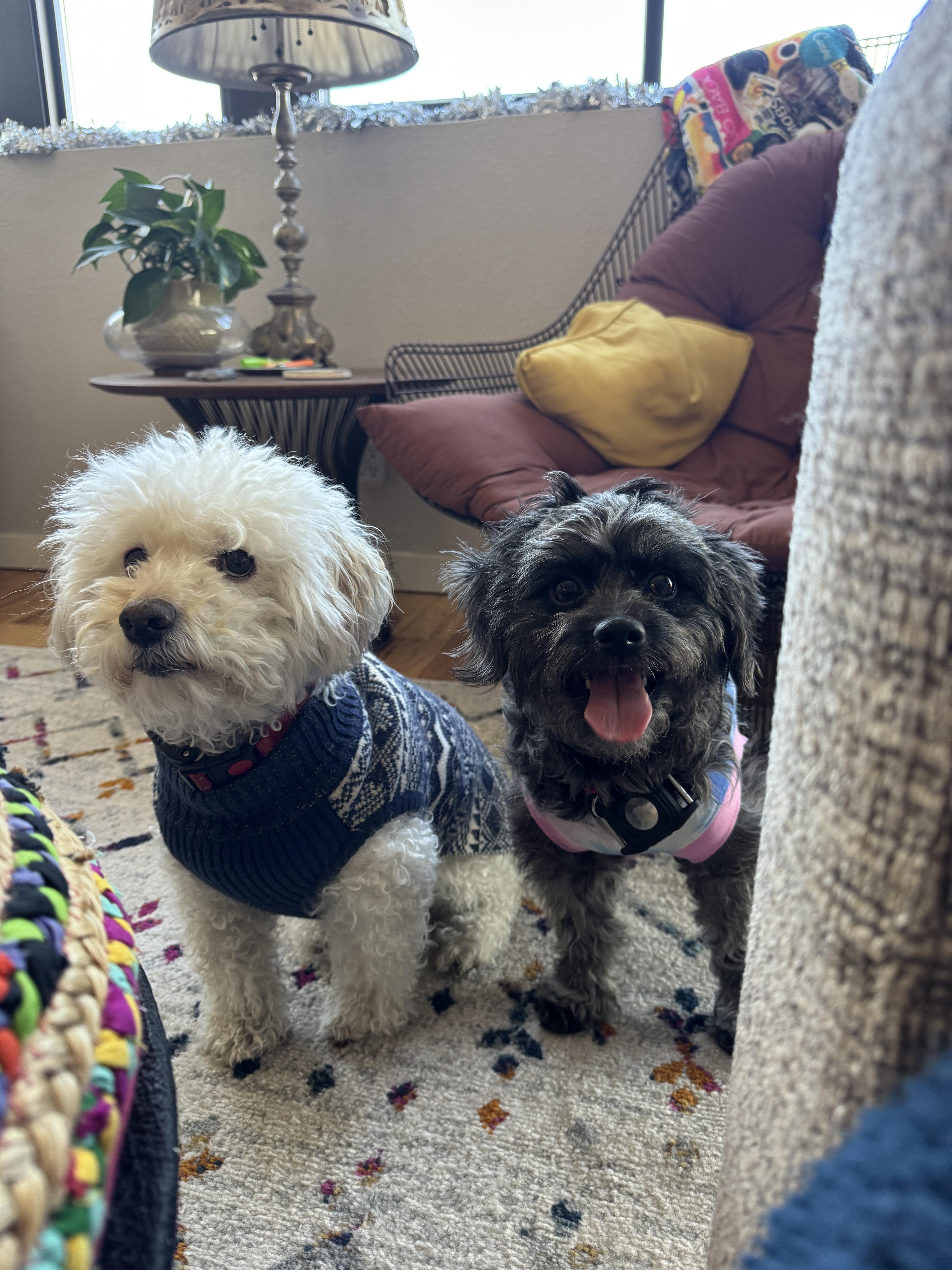 Enlarge Belinda, a Adoptable mixed breed in Windsor, CO image 6/6