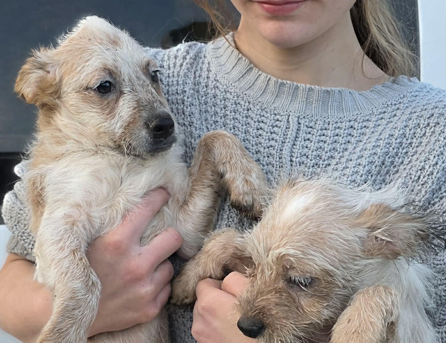 DeKomori, Rikka, Shinka, Adoptable, Puppy Female Poodle & Australian Cattle Dog / Blue Heeler.