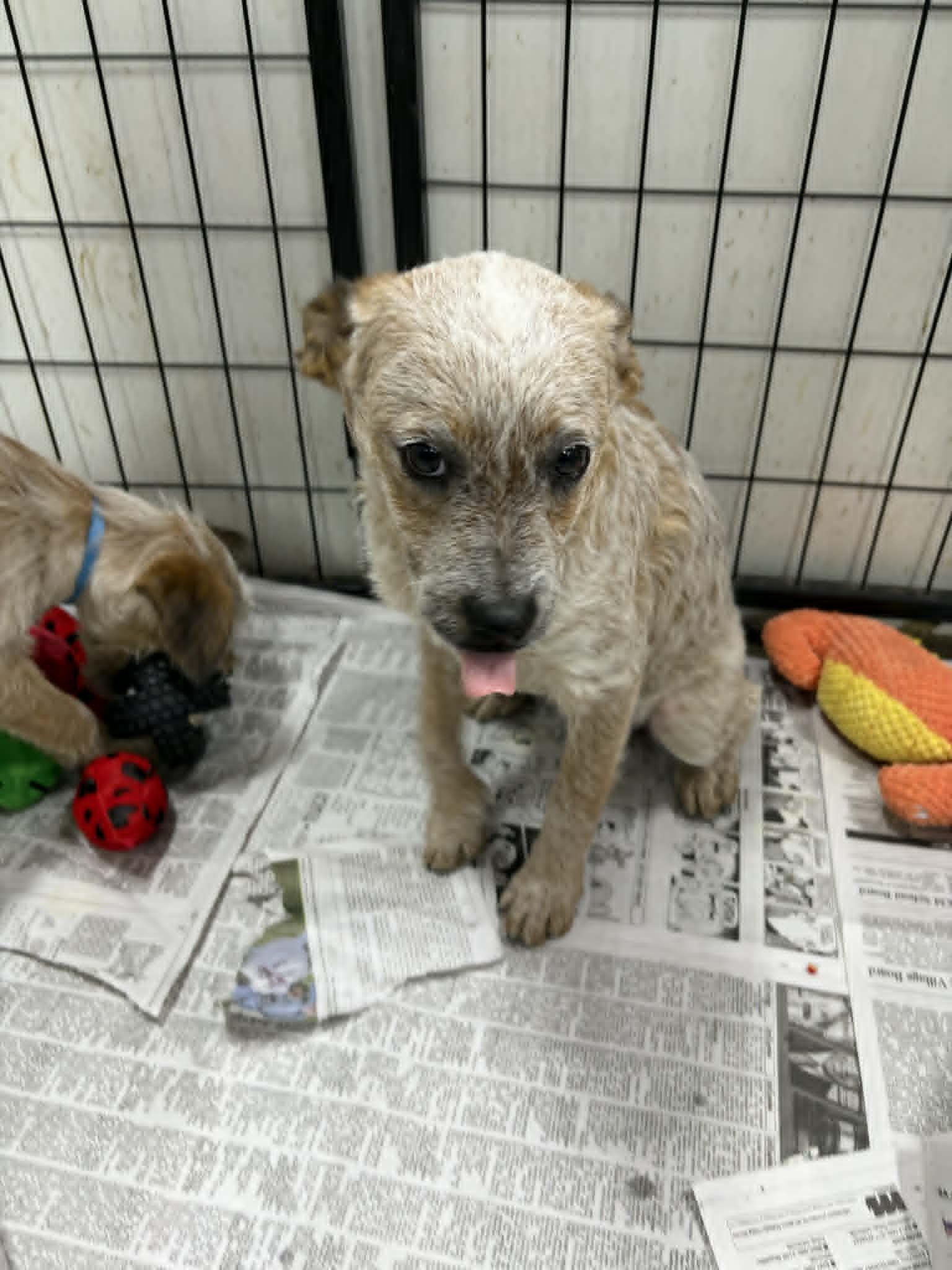 "D" DeKomori, Adoptable, Puppy Female Poodle & Australian Cattle Dog / Blue Heeler.