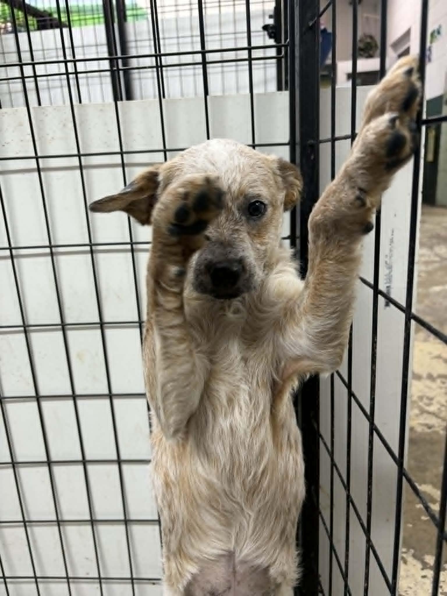 Enlarge "D" DeKomori, a Adoptable mixed breed in Mukwonago, WI image 2/3