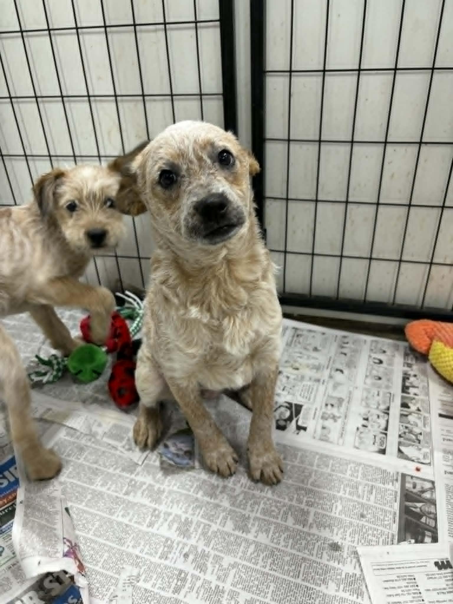 Enlarge "D" DeKomori, a Adoptable mixed breed in Mukwonago, WI image 3/3