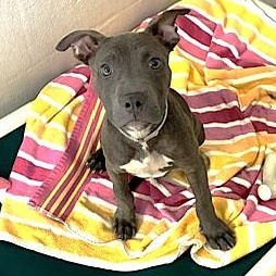 Dumser-53361, a ADOPTABLE mixed breed in Columbia, MD image 2/6
