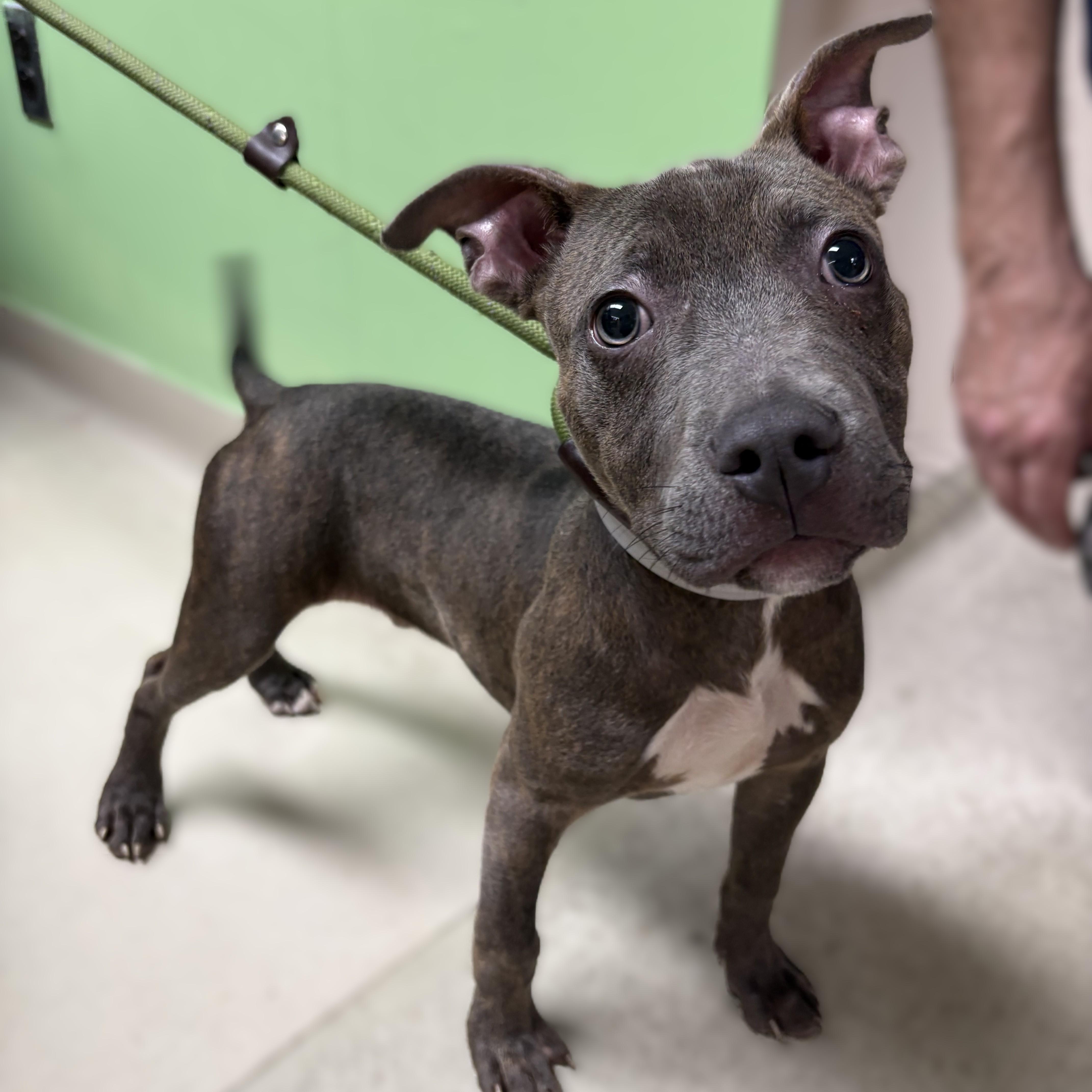 Dumser-53361, a ADOPTABLE mixed breed in Columbia, MD image 1/6