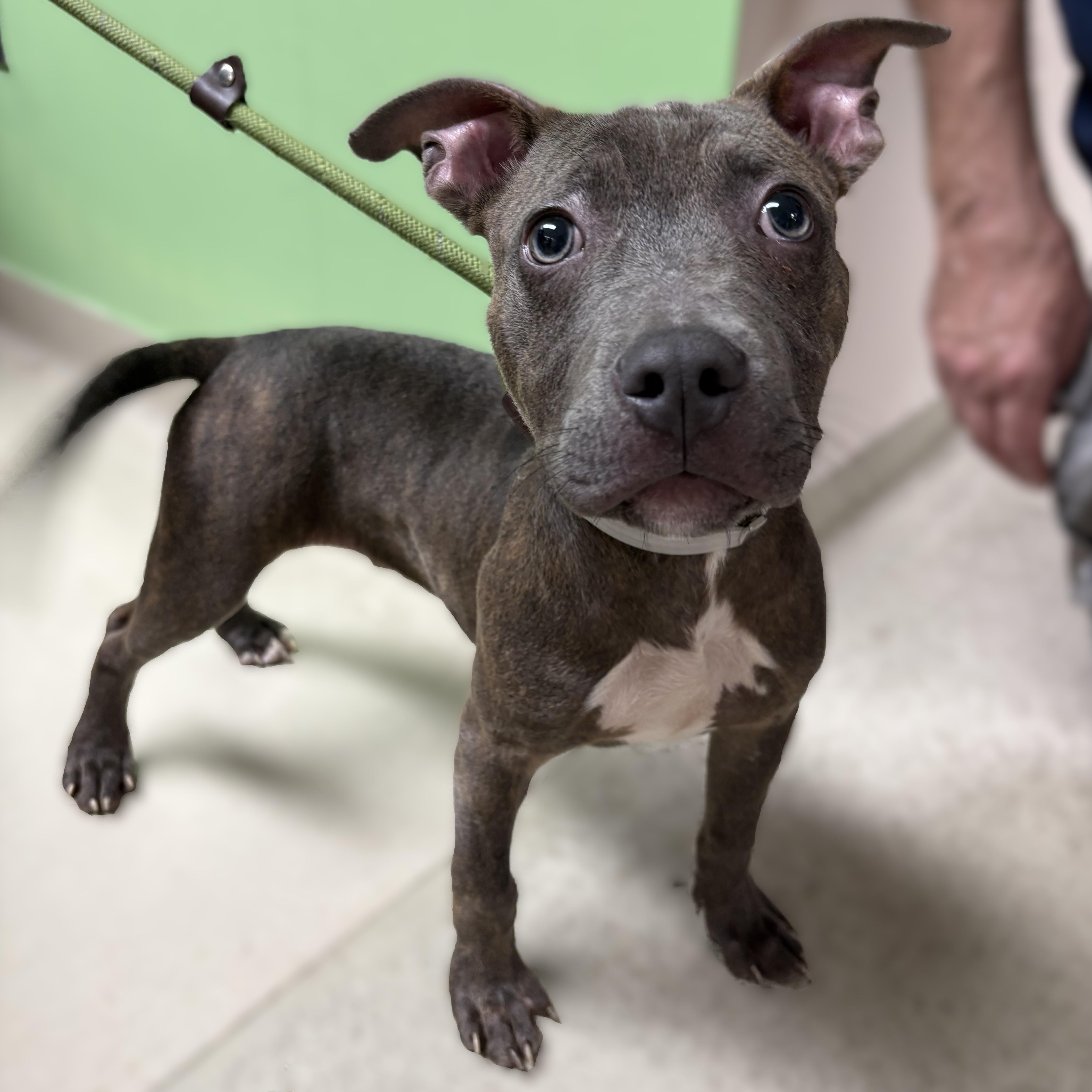 Dumser-53361, a ADOPTABLE mixed breed in Columbia, MD image 6/6
