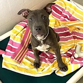 Dumser-53361, a ADOPTABLE mixed breed in Columbia, MD image 5/6