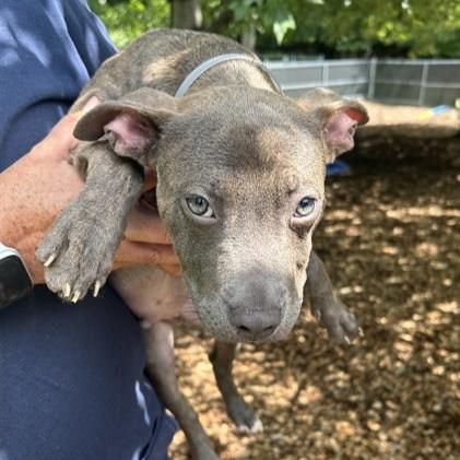Dumser-53361, a ADOPTABLE mixed breed in Columbia, MD image 4/6