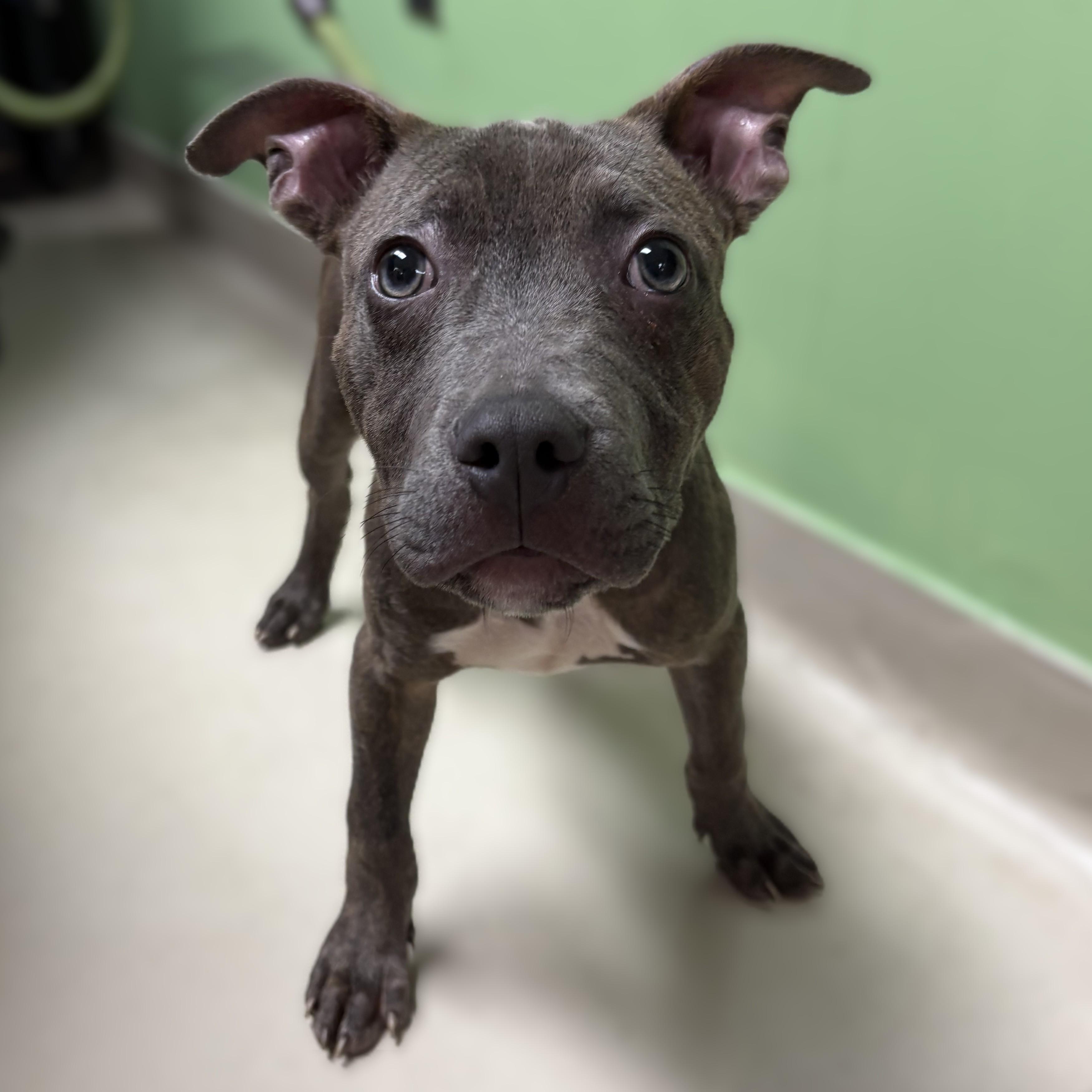 Dumser-53361, a ADOPTABLE mixed breed in Columbia, MD image 3/6