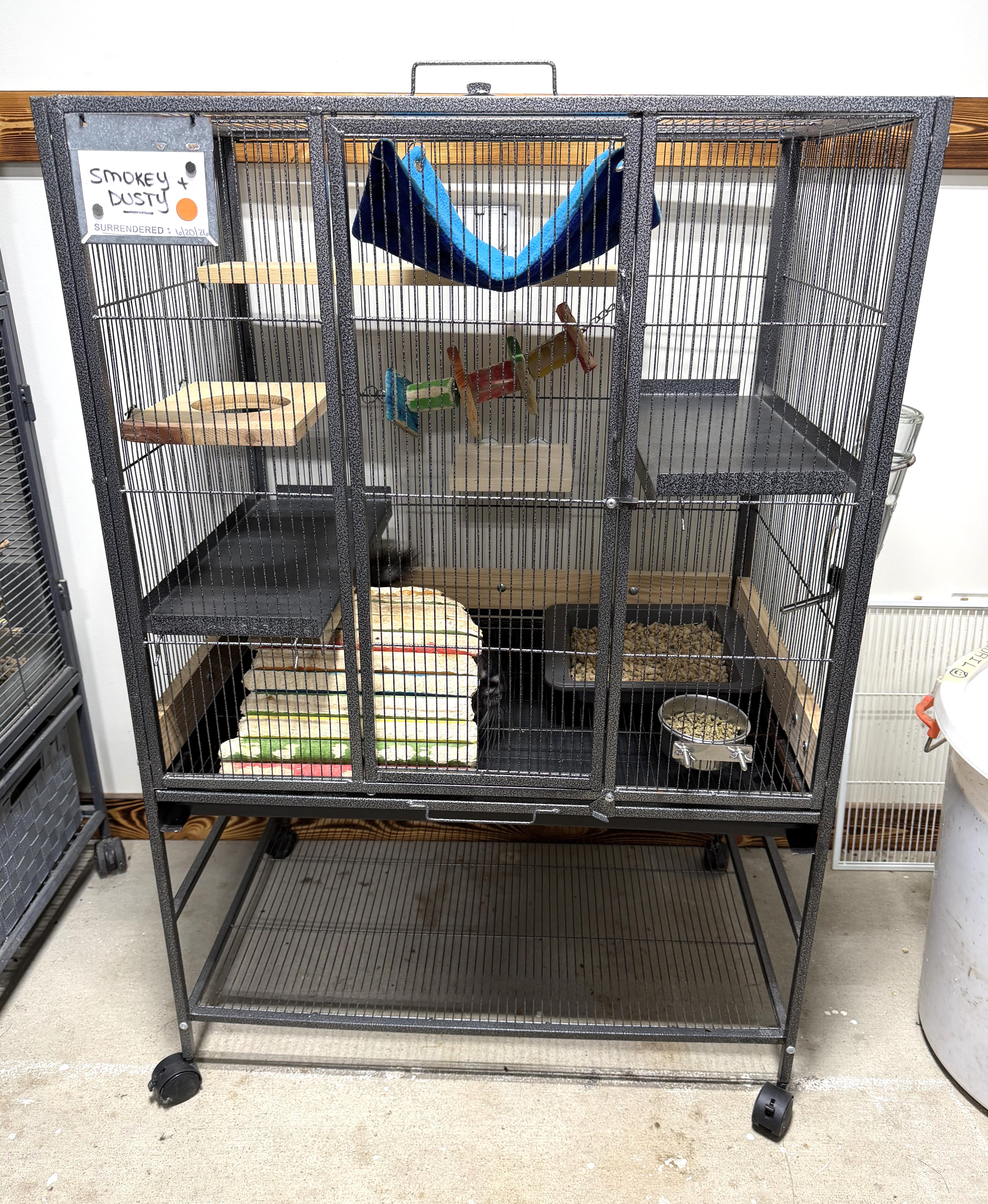 Smokey & Dusty, a ADOPTABLE Chinchilla in Wolcott, IN image 3/5