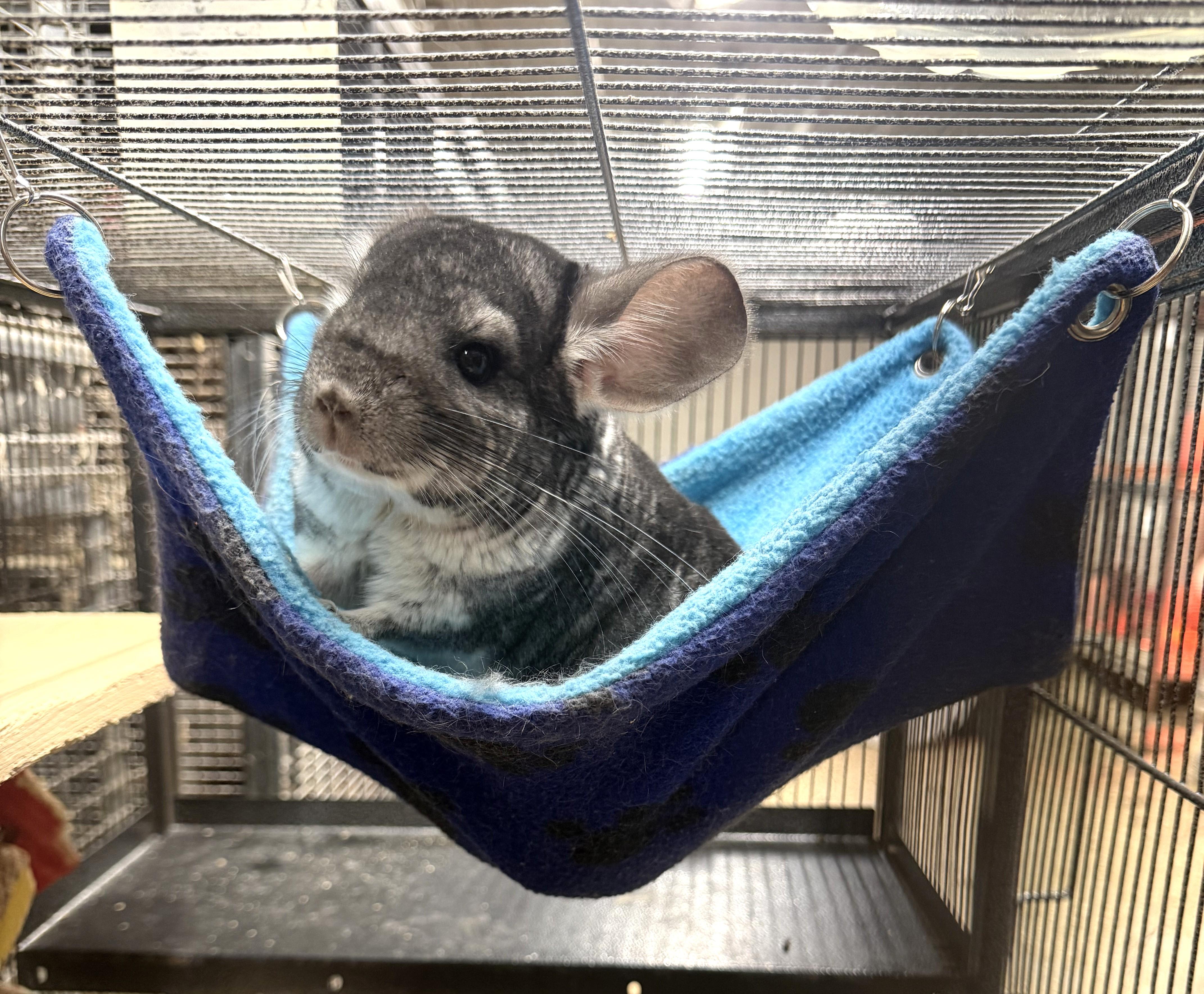 Smokey & Dusty, a ADOPTABLE Chinchilla in Wolcott, IN image 2/5