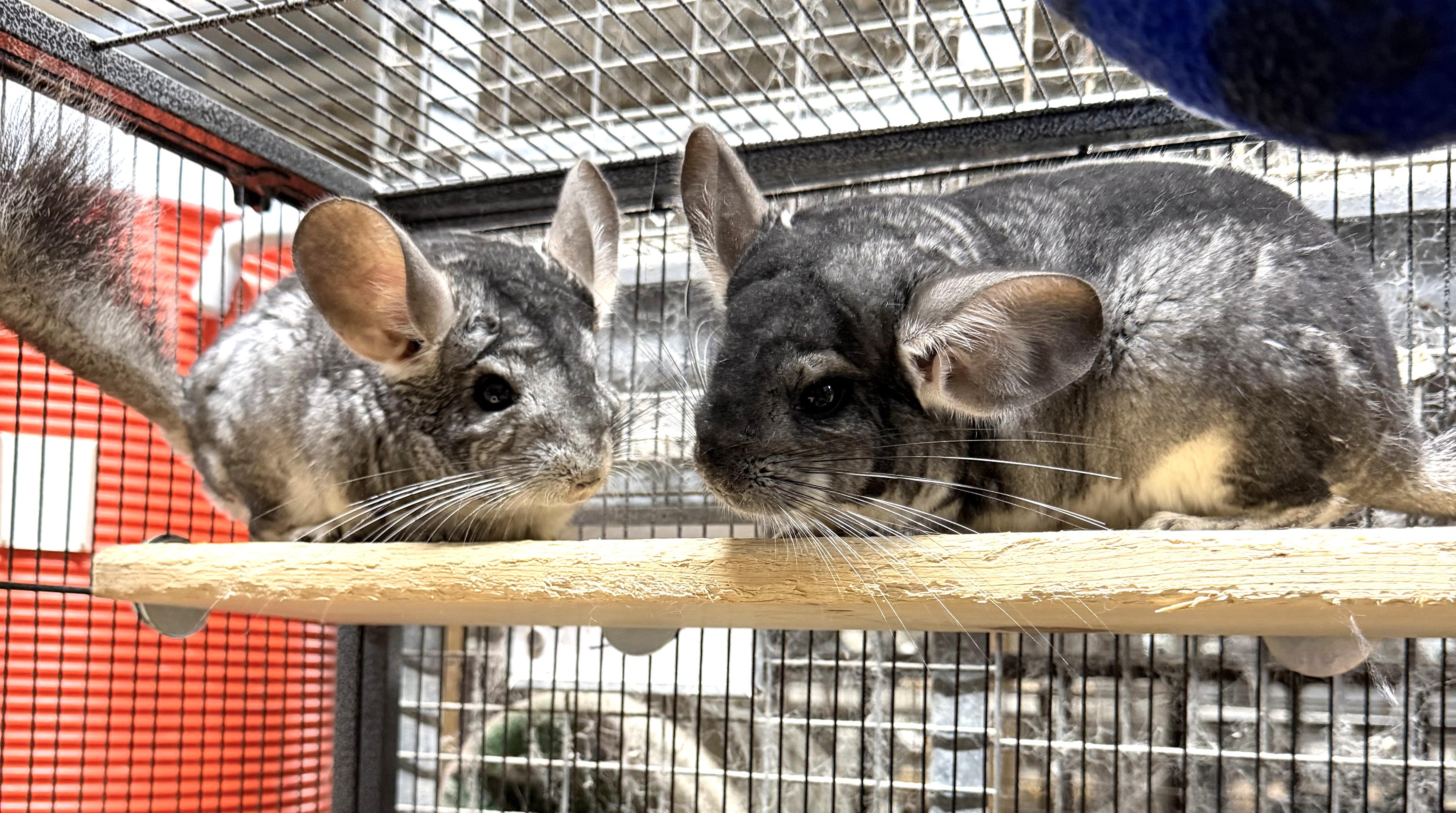 Smokey & Dusty, a ADOPTABLE Chinchilla in Wolcott, IN image 5/5