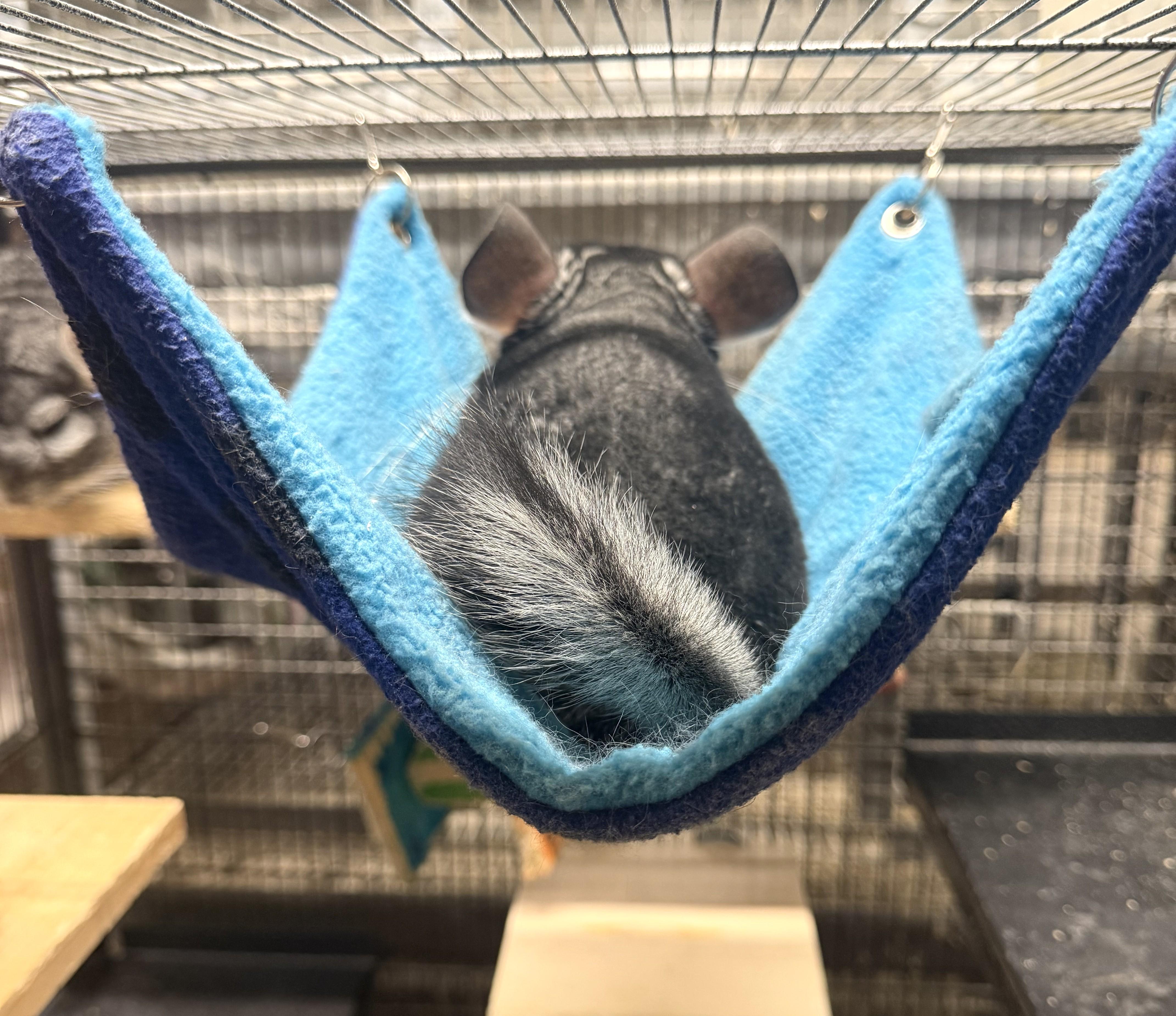 Smokey & Dusty, a ADOPTABLE Chinchilla in Wolcott, IN image 4/5
