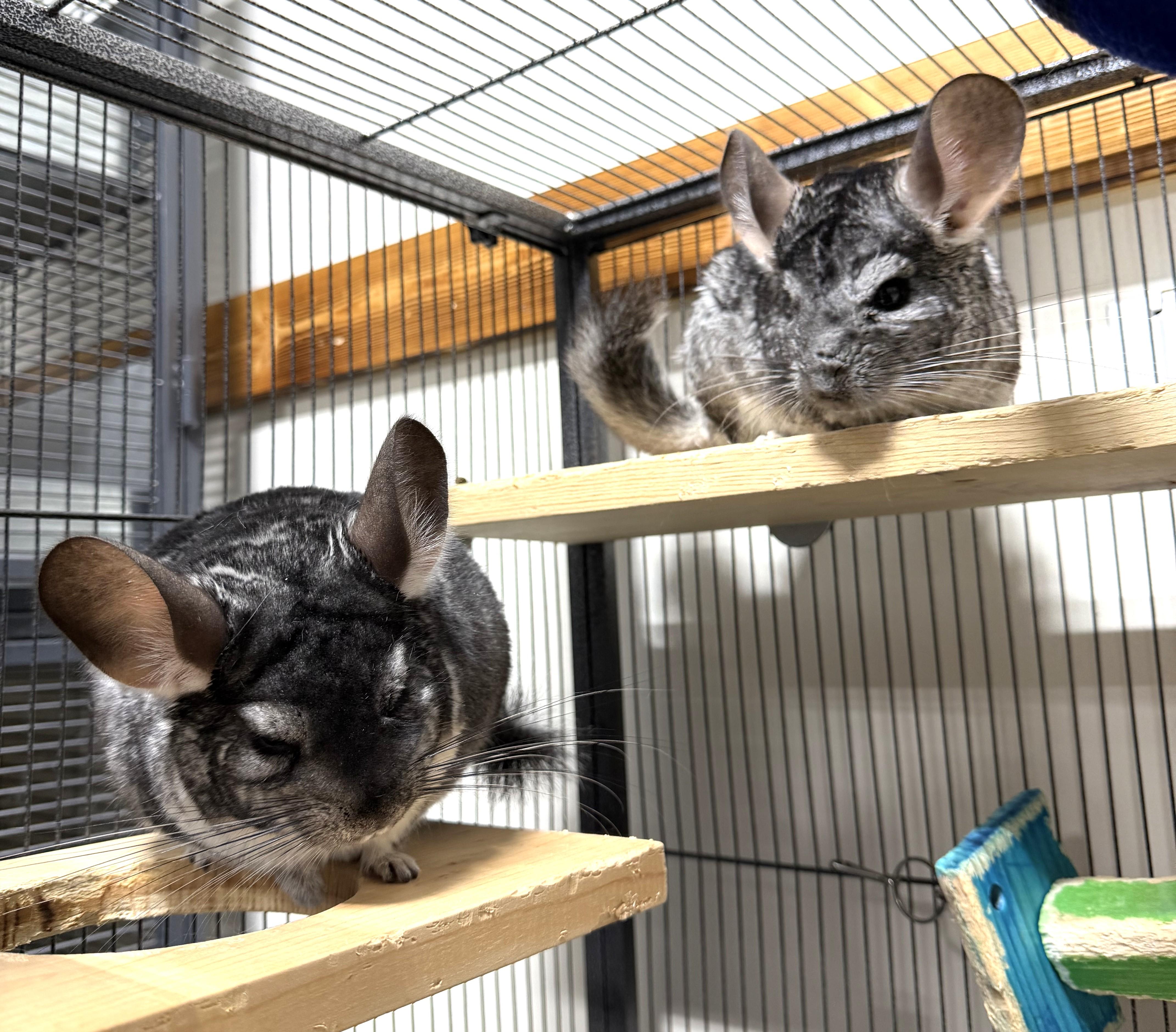 Smokey & Dusty, a ADOPTABLE Chinchilla in Wolcott, IN image 1/5