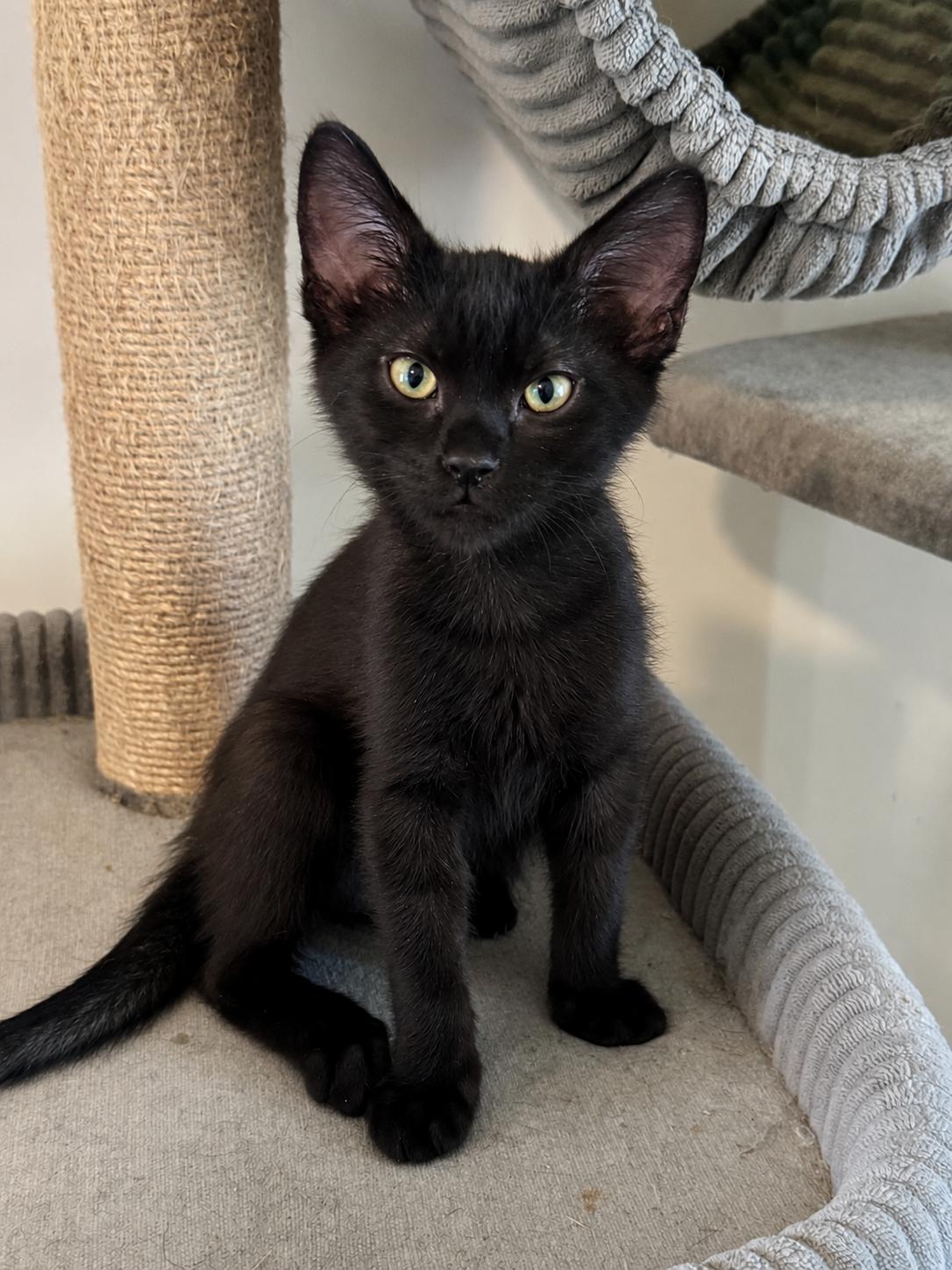 Enlarge Pumba, a Adopted Domestic Short Hair in Phoenix, AZ image 1/2