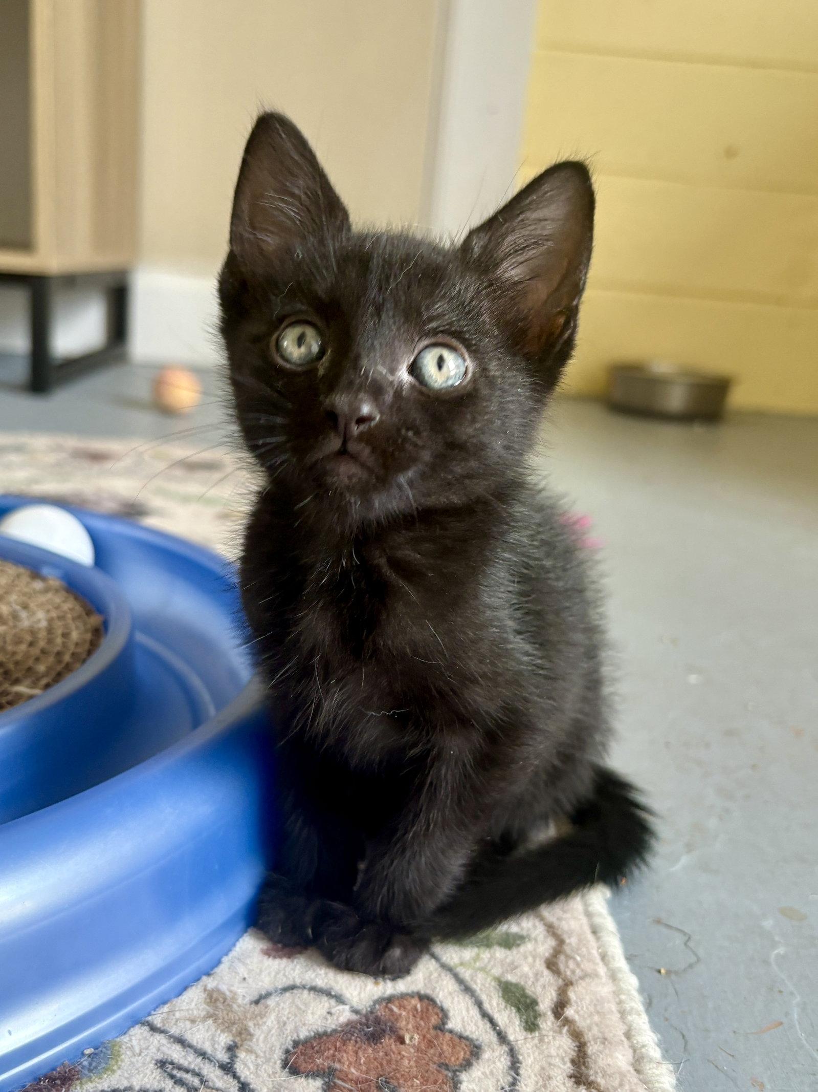 Enlarge Pumba, a Adopted Domestic Short Hair in Phoenix, AZ image 2/2