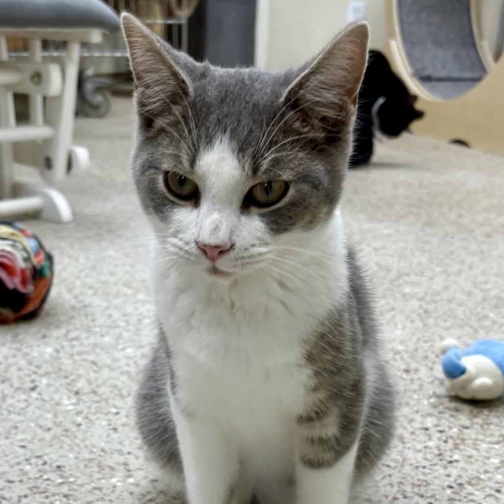 LMC #2 (Admiral), Adoptable, Kitten Male Domestic Short Hair.