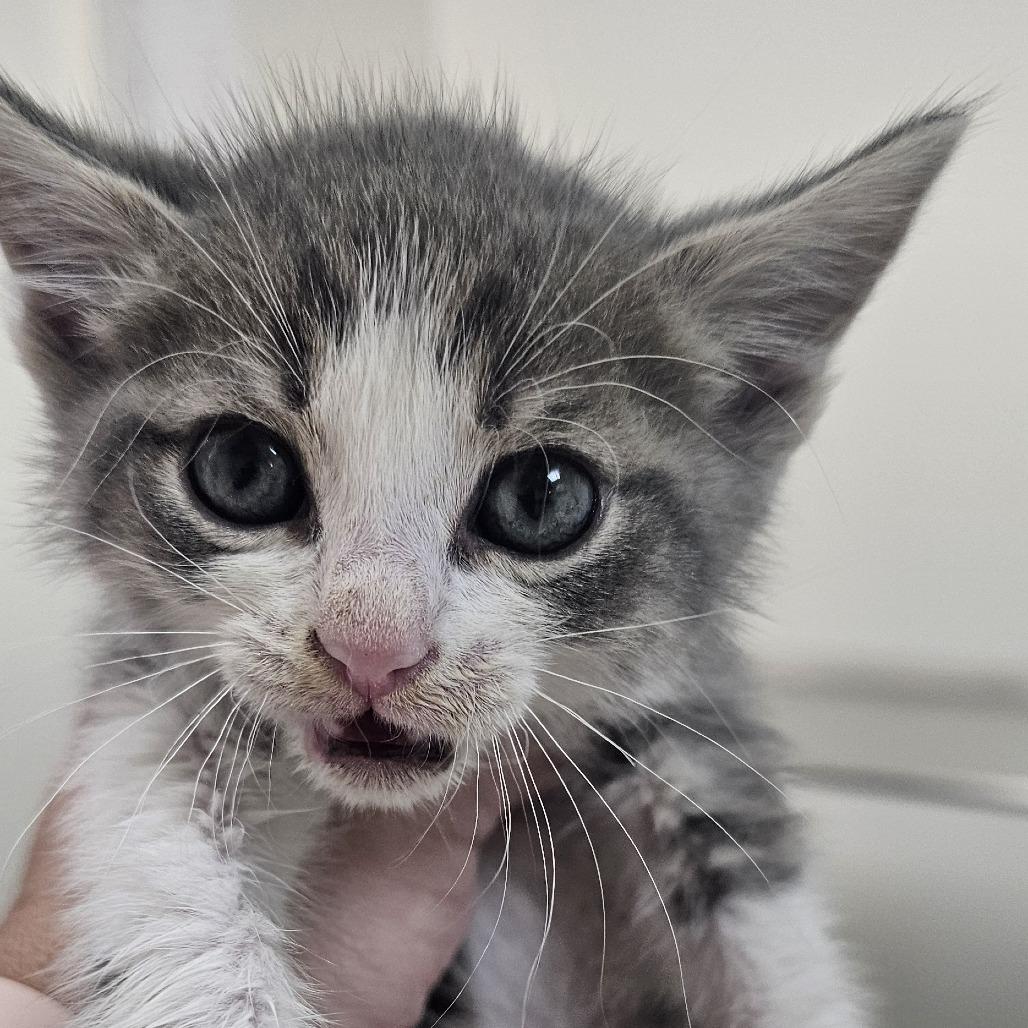 Enlarge LMC #2 (Admiral), a Adoptable Domestic Short Hair in Donalsonville, GA image 2/2