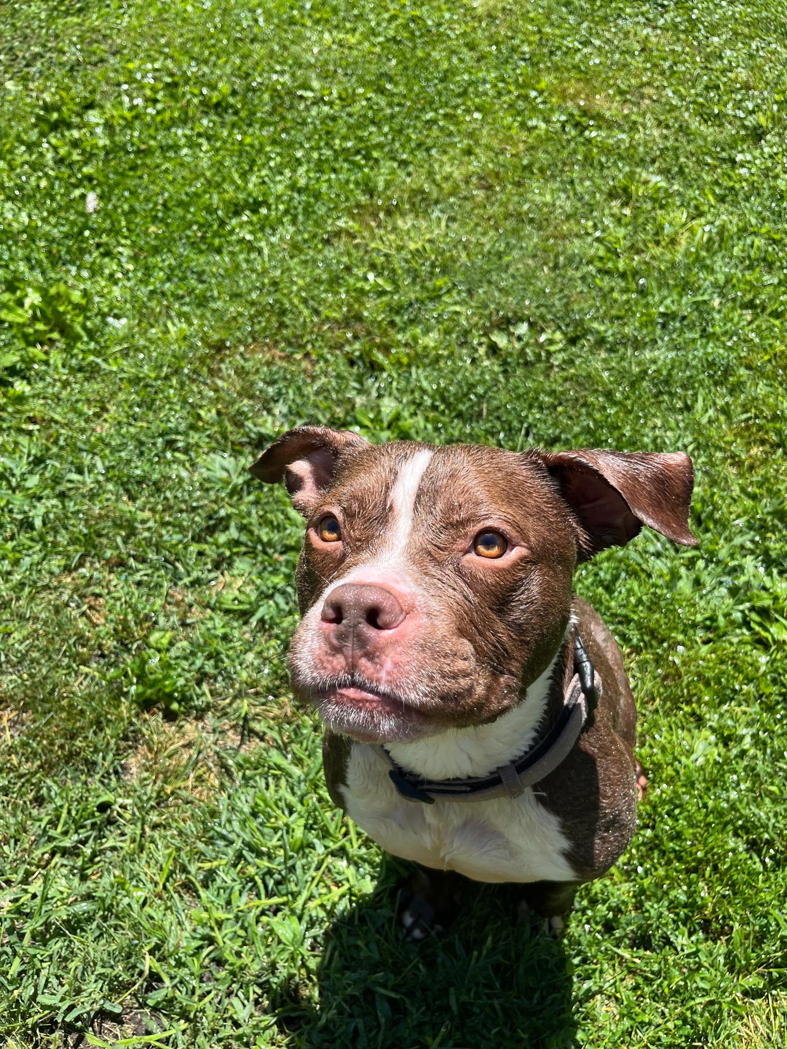 Patty *NEEDS FOSTER OR FOREVER HOME ASAP