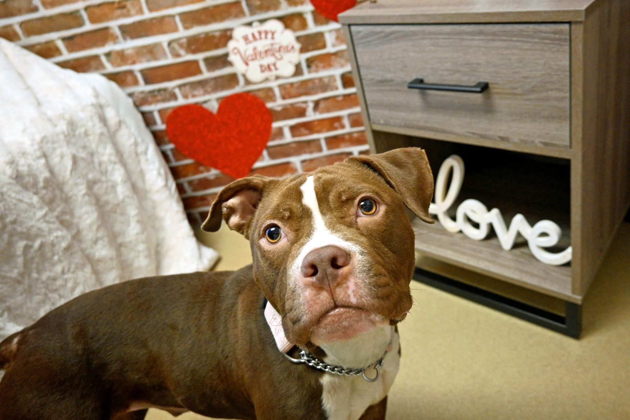 Patty *NEEDS FOSTER OR FOREVER HOME ASAP photo 3