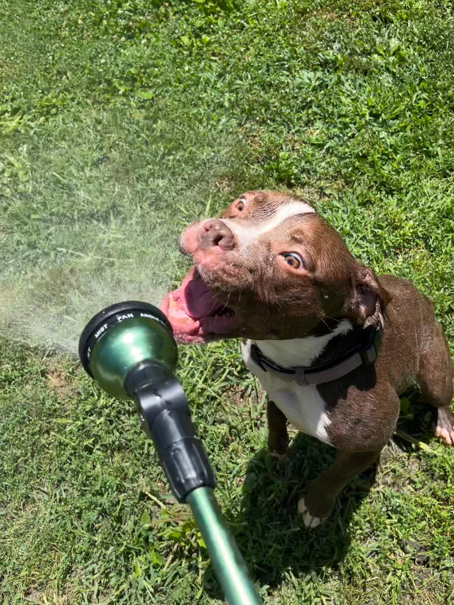 Patty *NEEDS FOSTER OR FOREVER HOME ASAP