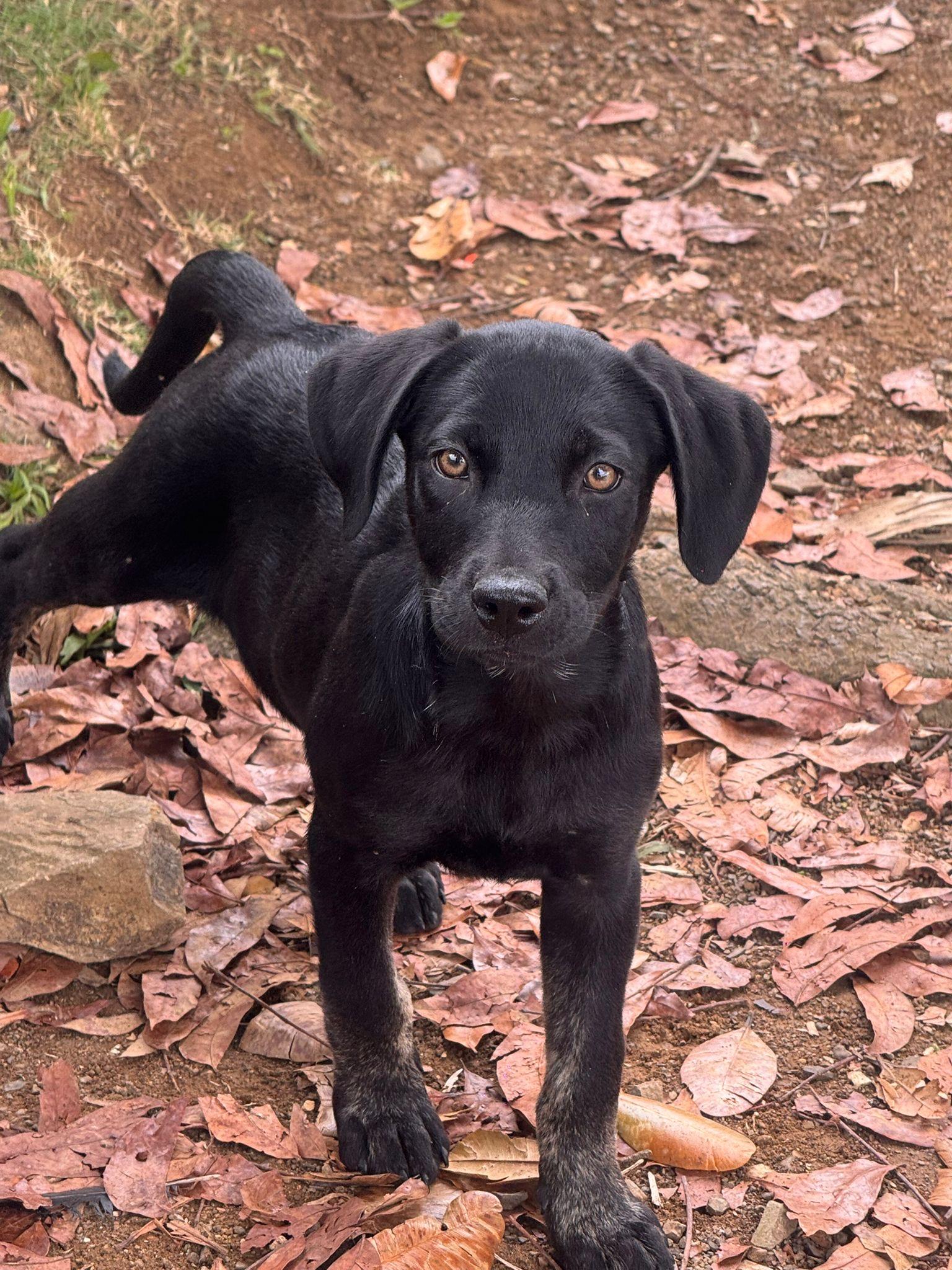 Bubble, an adopted mixed breed in Virginia Beach, VA image 3/4