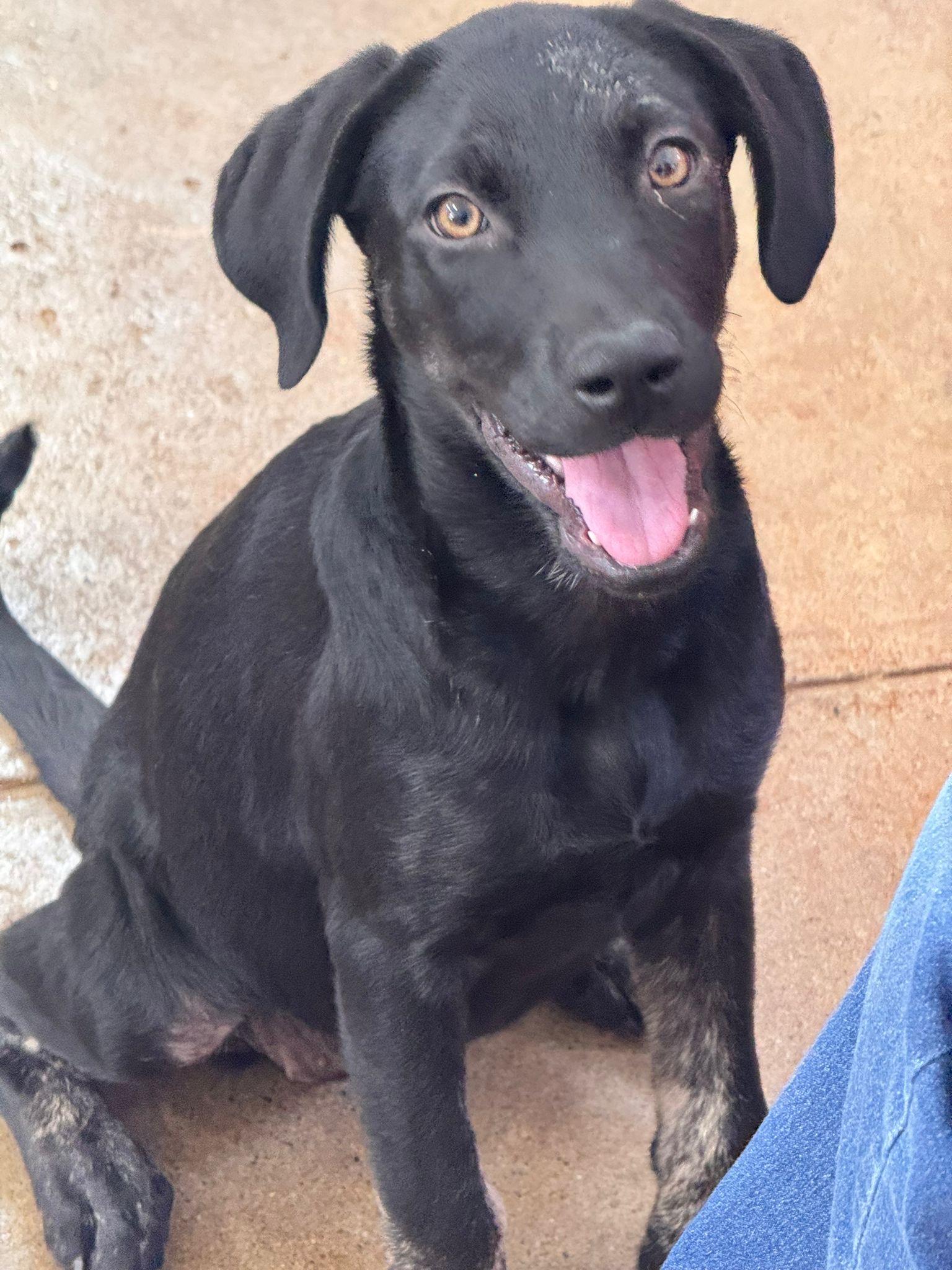 Bubble, an adopted mixed breed in Virginia Beach, VA image 2/4