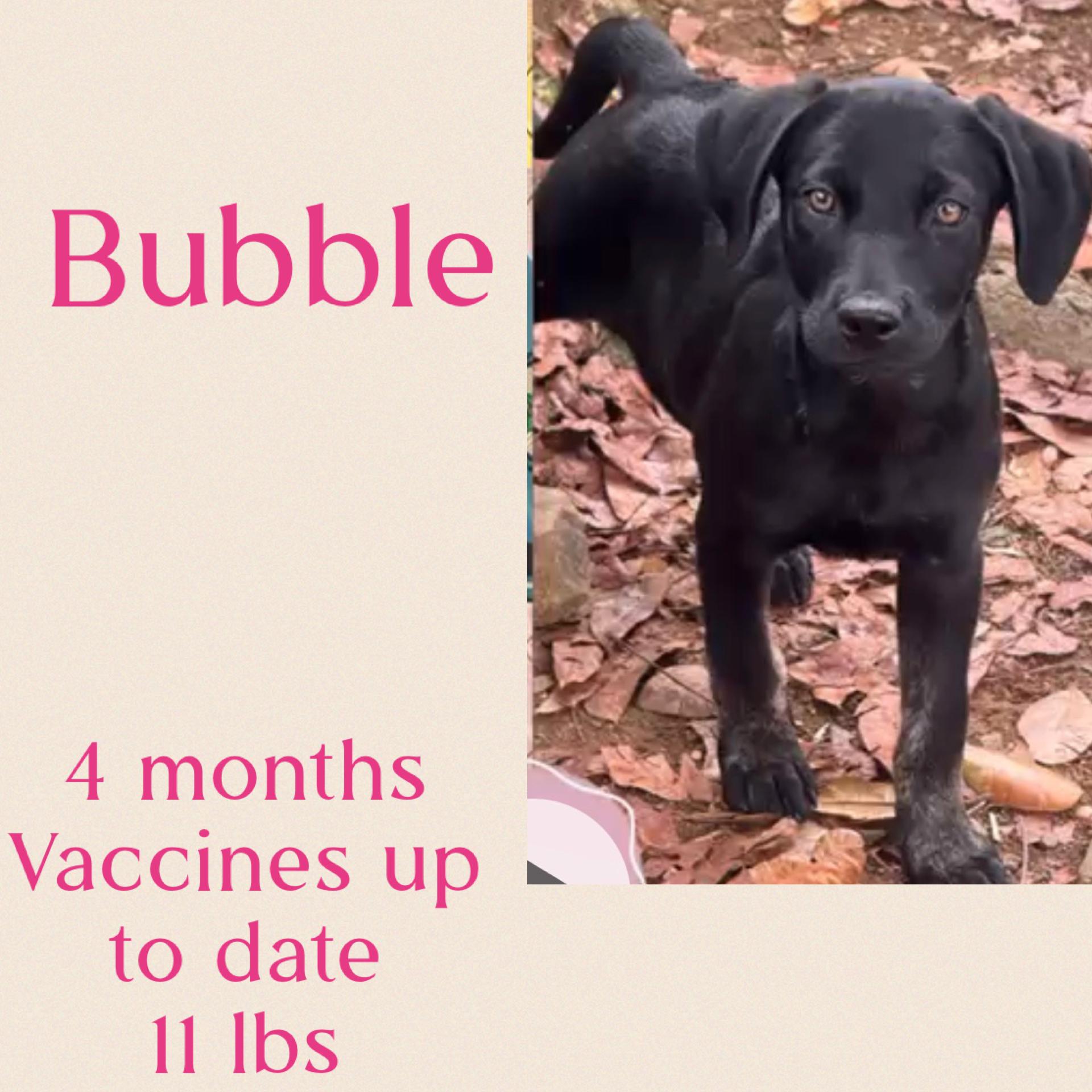 Bubble, an adopted mixed breed in Virginia Beach, VA image 4/4