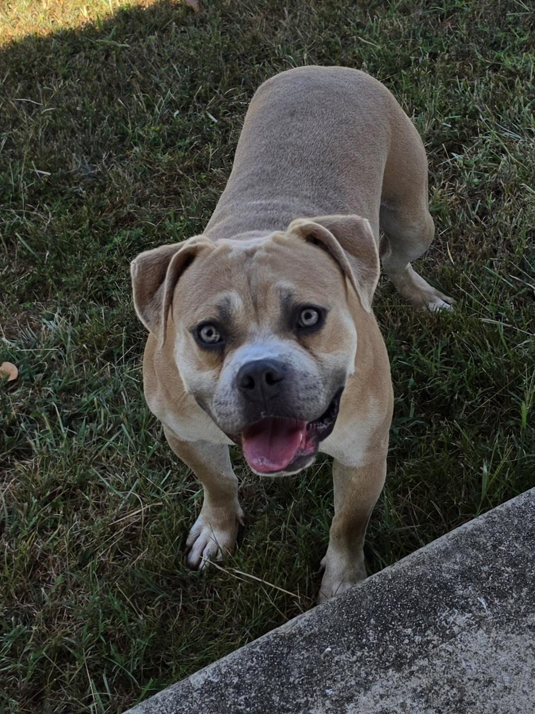 Enlarge Louk, a Adoptable mixed breed in Danville, VA image 2/2