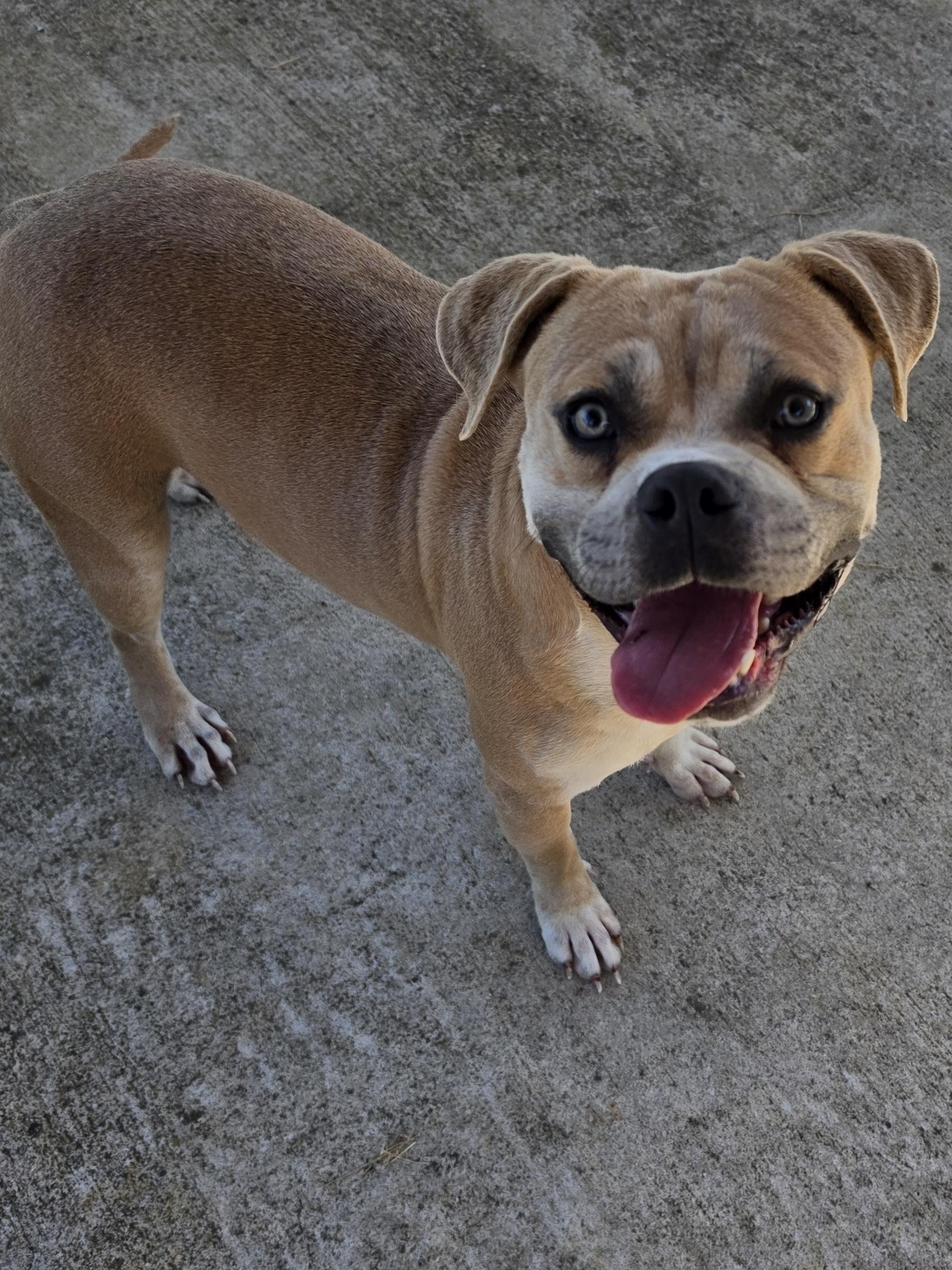 Enlarge Louk, a Adoptable mixed breed in Danville, VA image 1/2