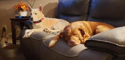 Mia, a Adoptable mixed breed in Houston, TX image 1/12