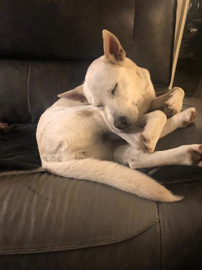 Mia, a Adoptable mixed breed in Houston, TX image 2/12