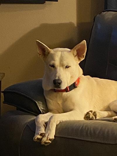 Mia, a Adoptable mixed breed in Houston, TX image 3/12