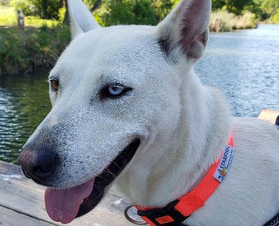 Mia, a Adoptable mixed breed in Houston, TX image 4/12