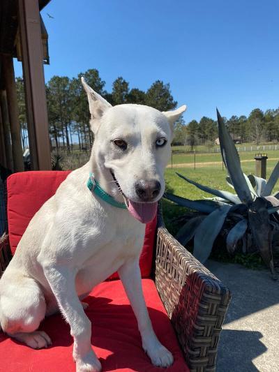 Mia, a Adoptable mixed breed in Houston, TX image 5/12